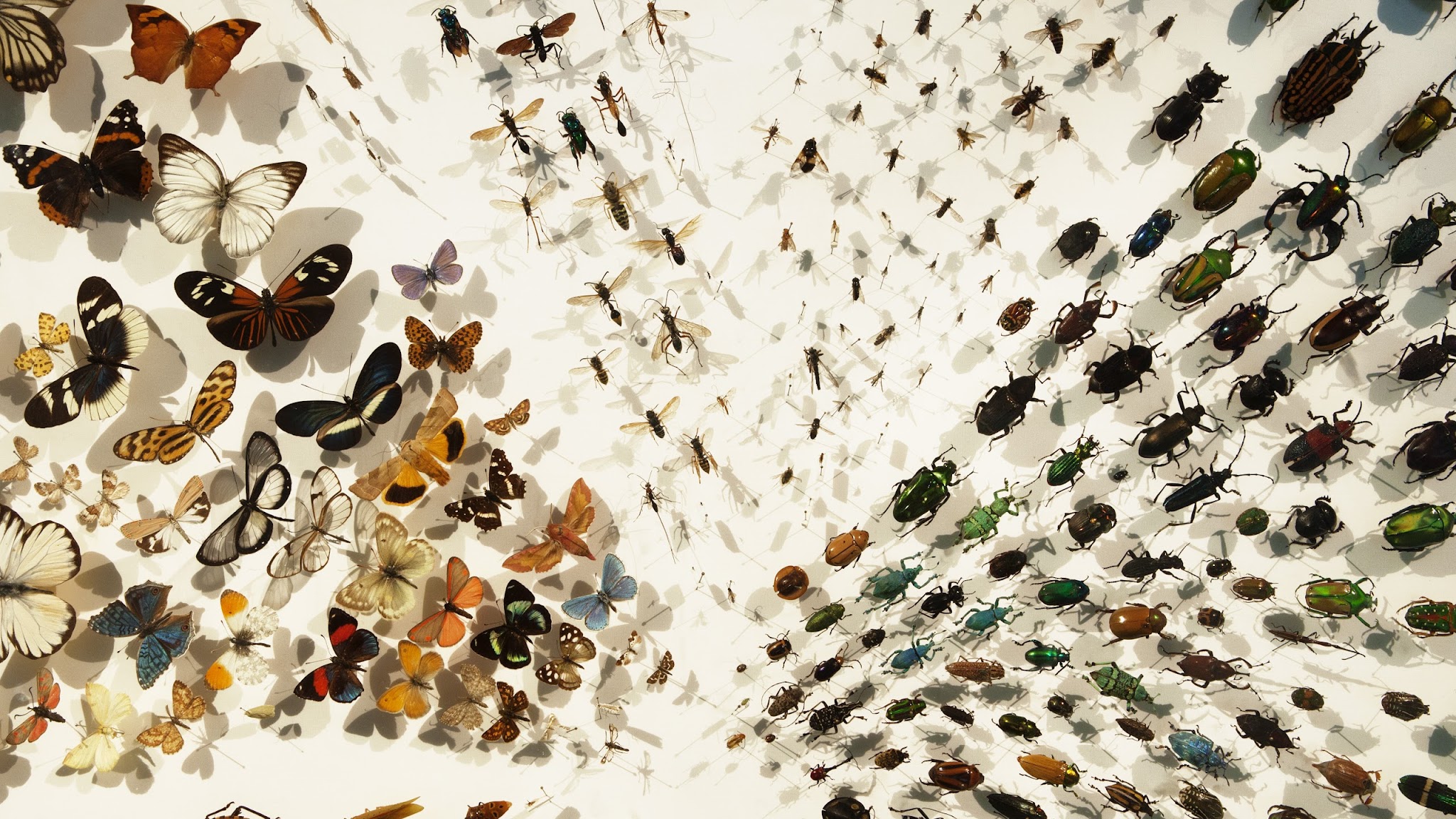 Muséum d'histoire naturelle - Neuchâtel YouTube banner