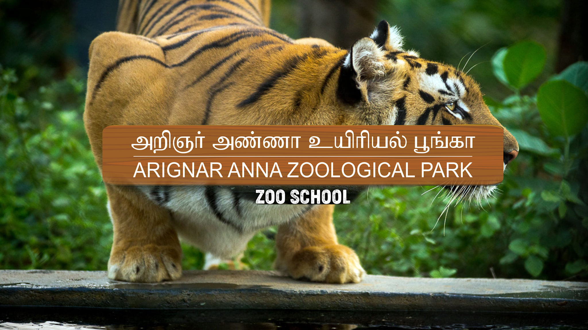 Vandalur Zoo - Arignar Anna Zoological Park YouTube banner