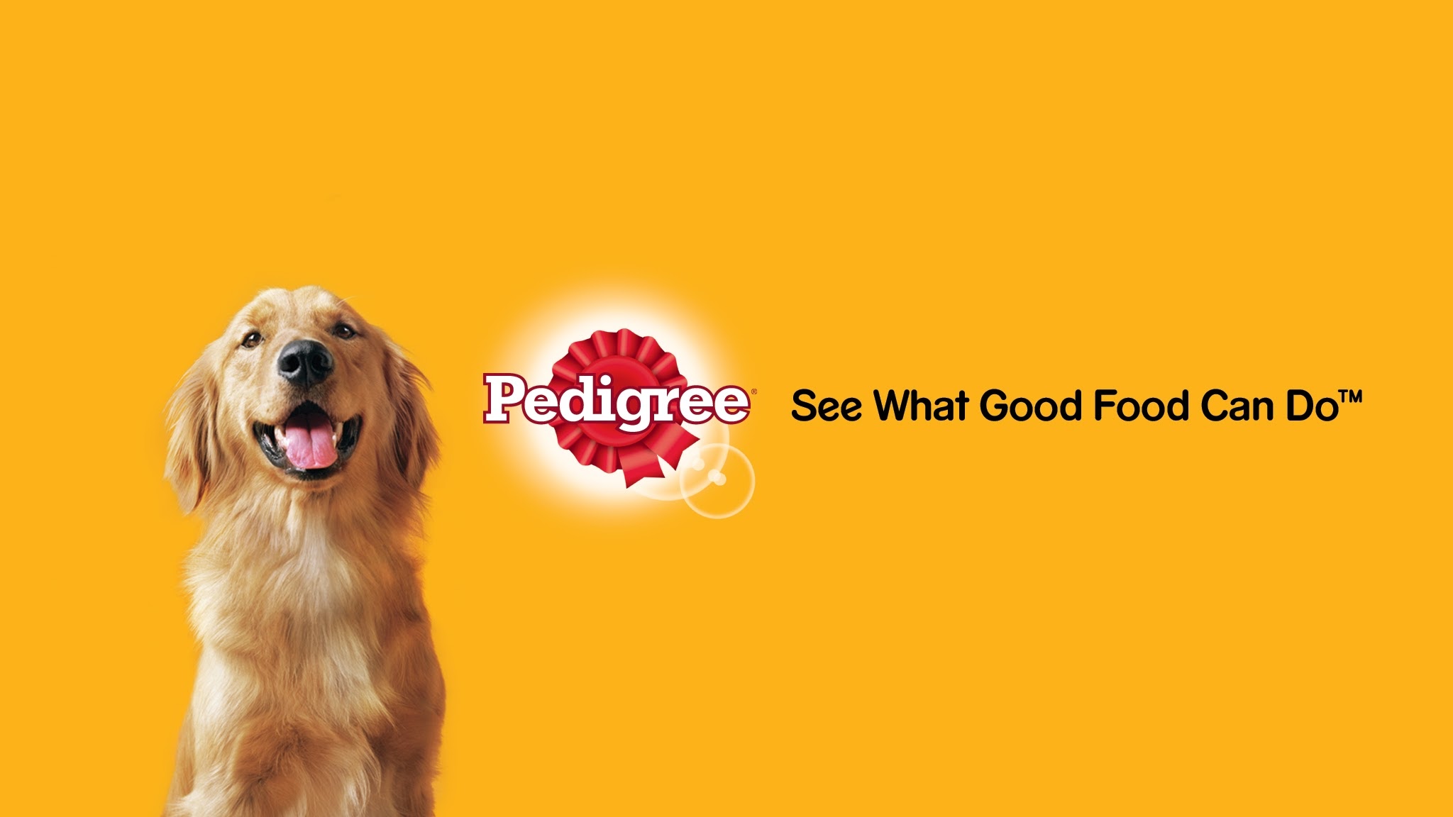 Pedigree South Africa YouTube banner