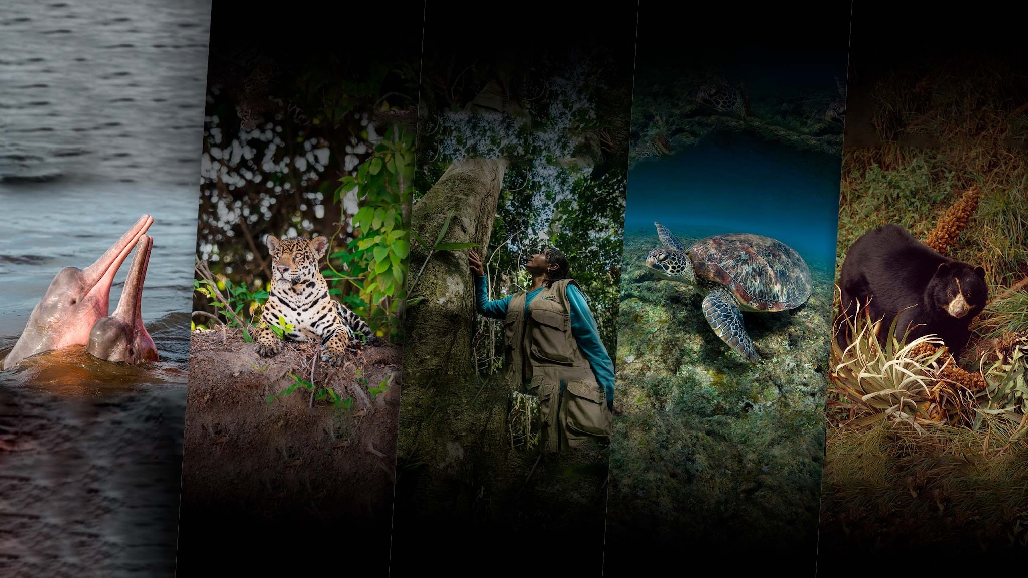 WWF Colombia YouTube banner