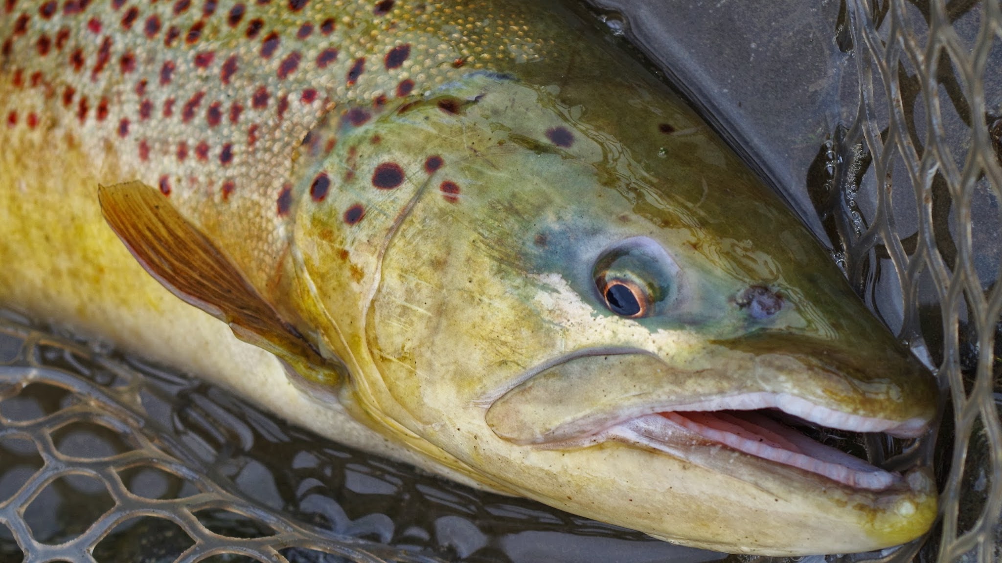 DAIWA TROUT YouTube banner