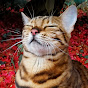 Suki Cat YouTube channel avatar 