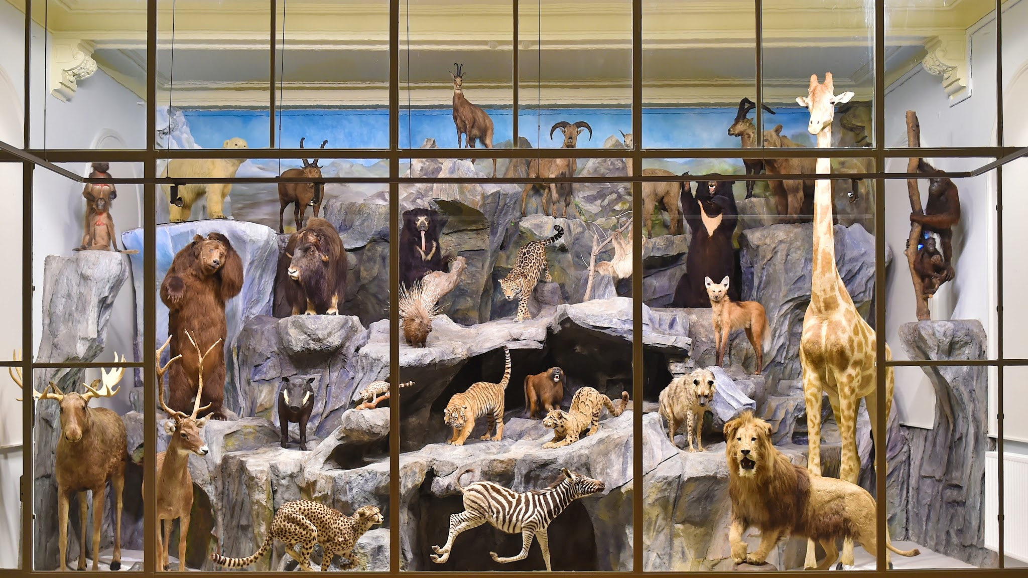 Musée d'histoire naturelle Lille YouTube banner