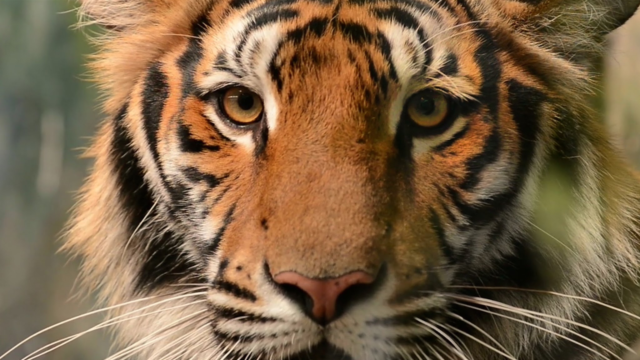 WWF Verdens naturfond YouTube banner