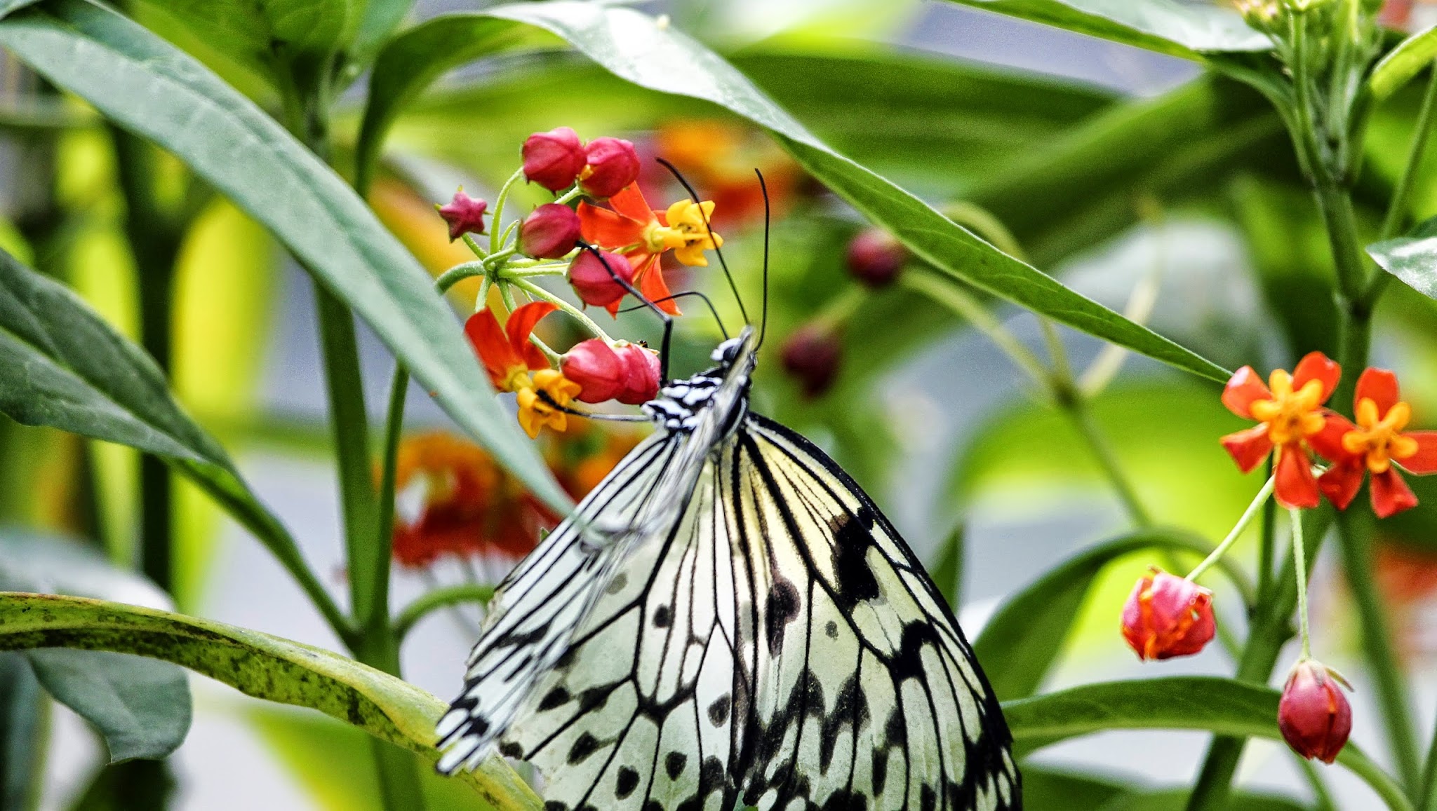 Zoo de Santillana YouTube banner