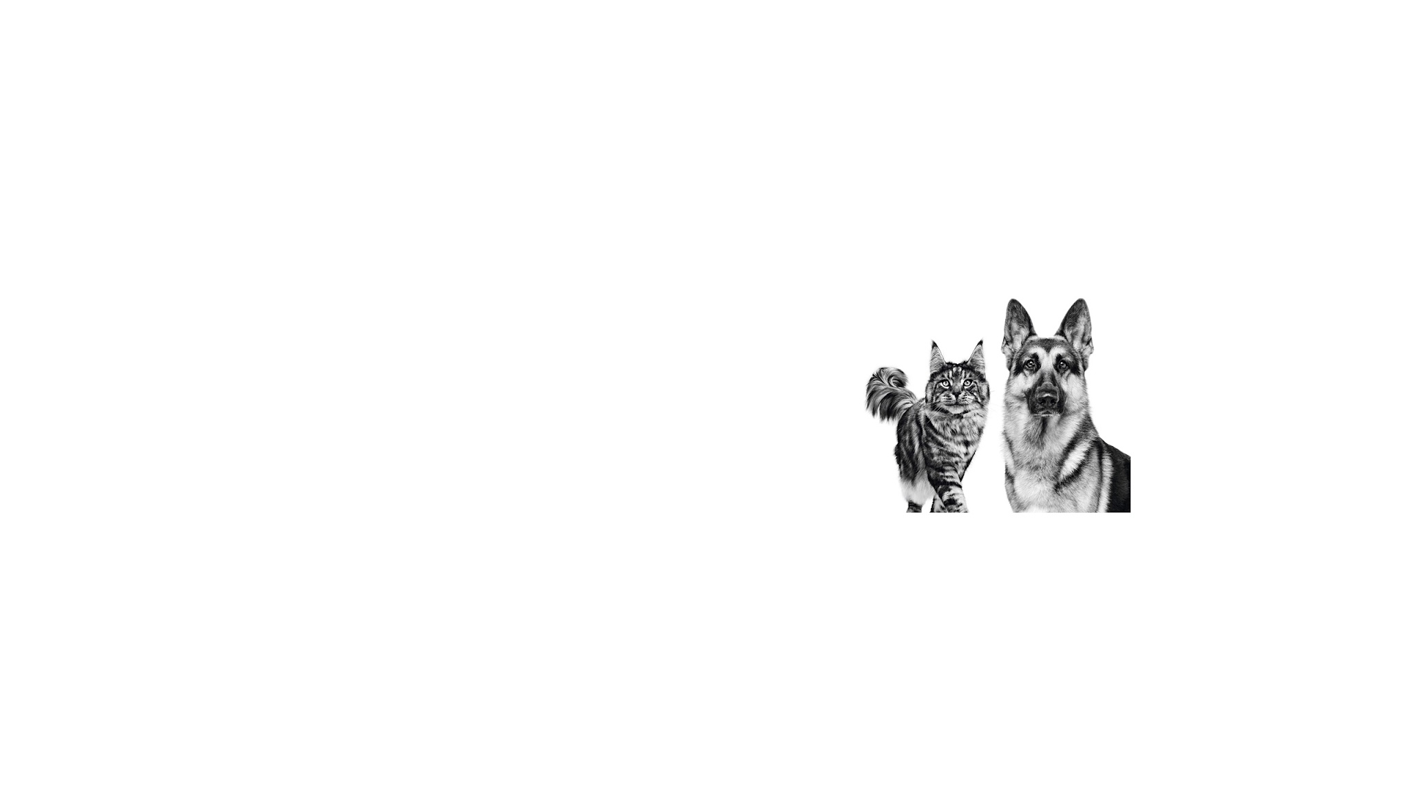 ROYAL CANIN YouTube banner