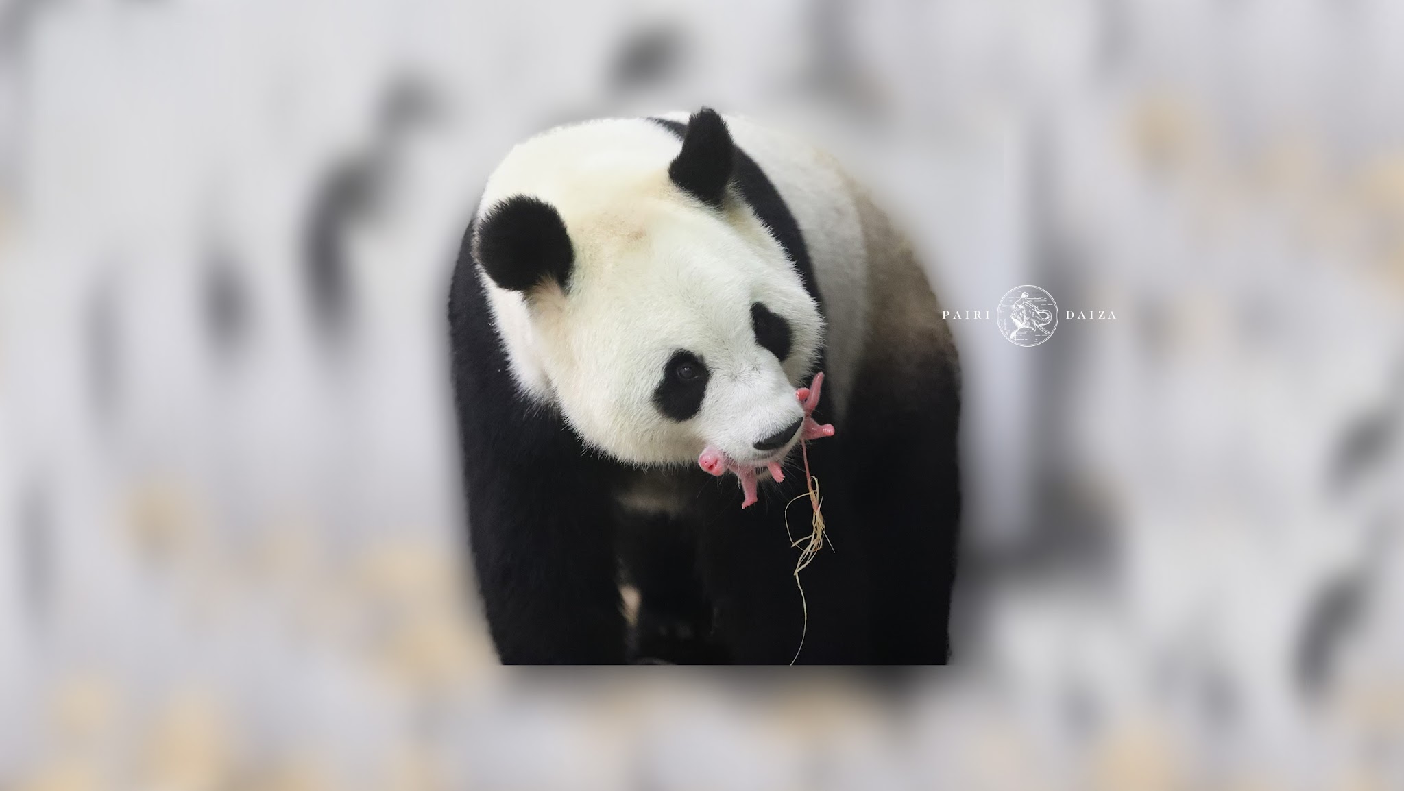 Pairi Daiza YouTube banner