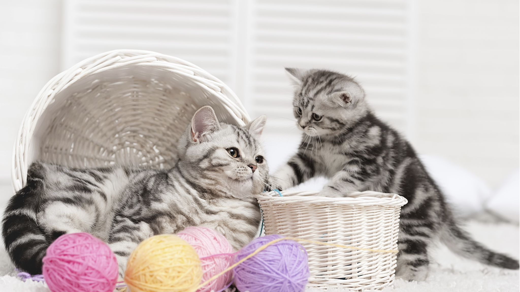 Whiskas Ukraine YouTube banner