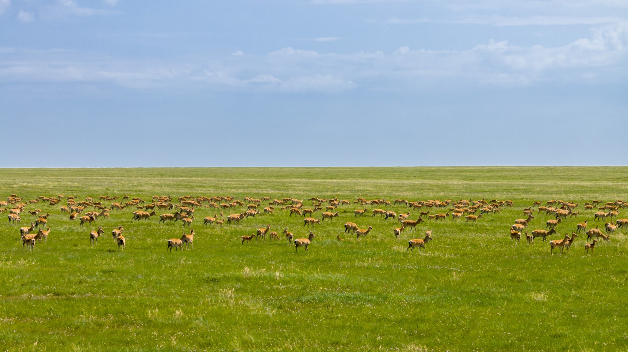 WWF Mongolia YouTube banner