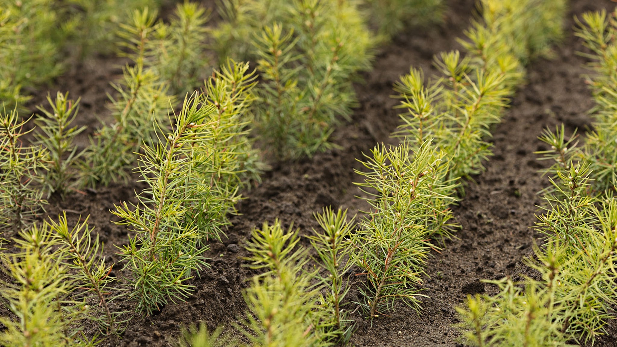 Weyerhaeuser YouTube banner