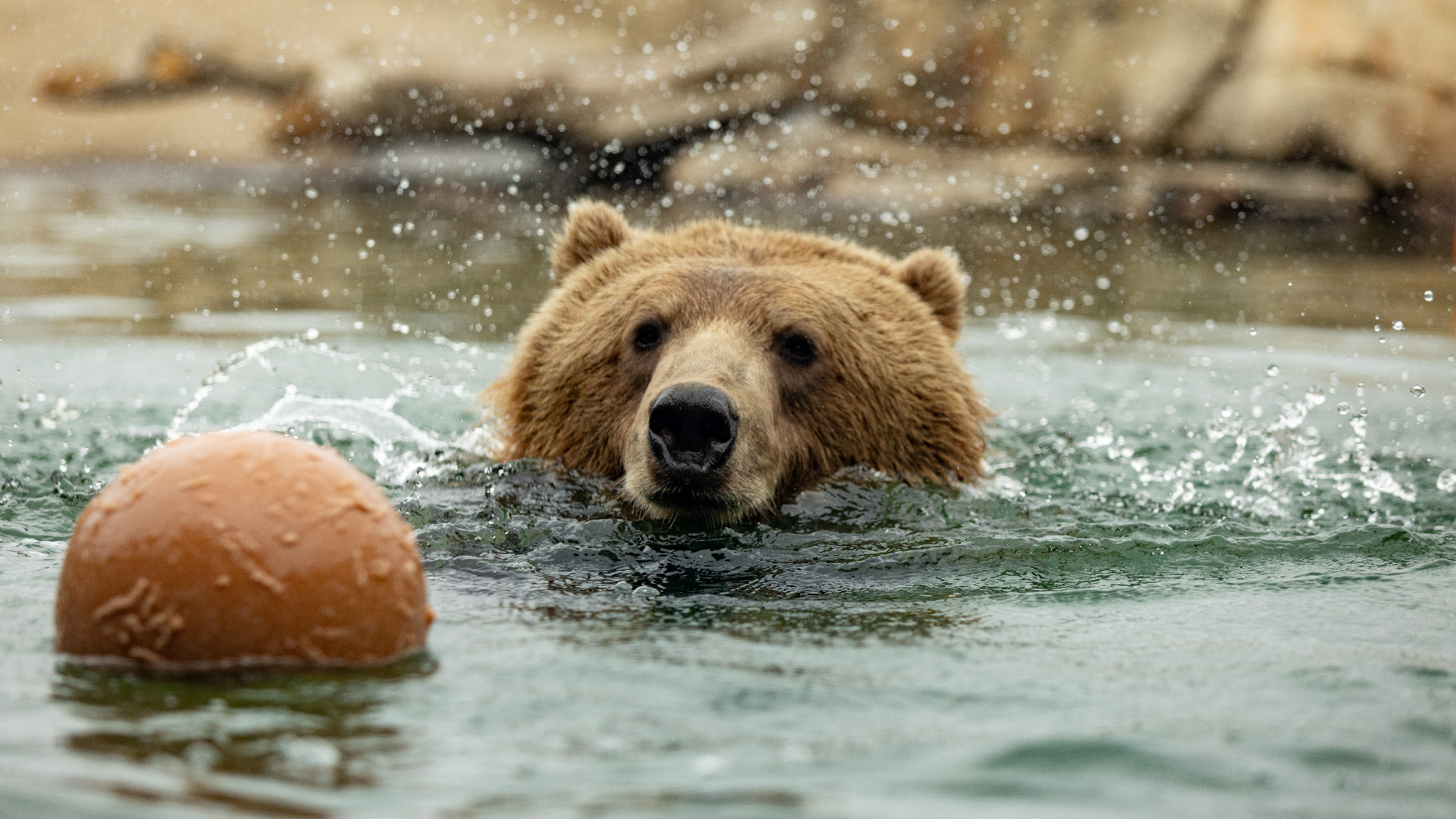 Oakland Zoo YouTube banner