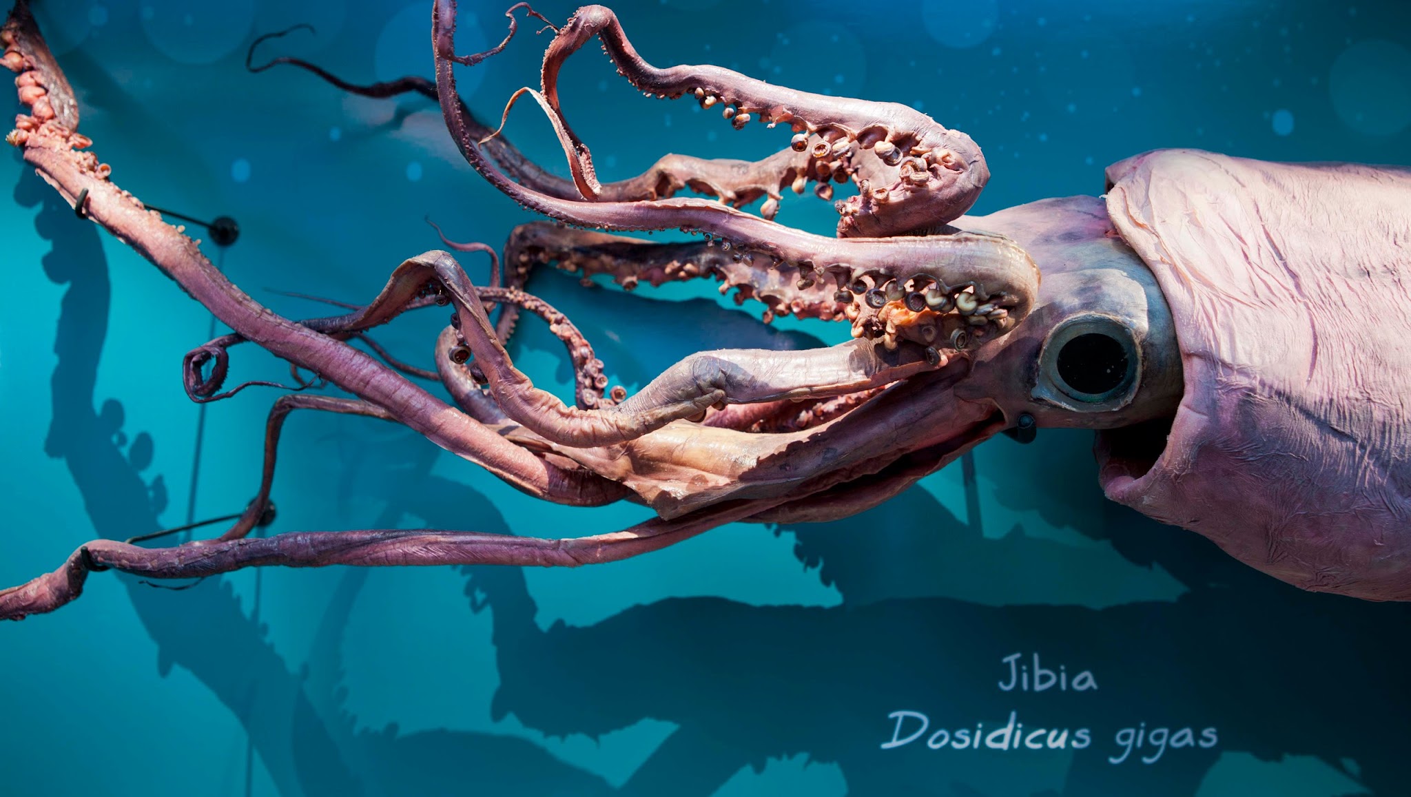 Museo de Historia Natural de Valparaiso YouTube banner