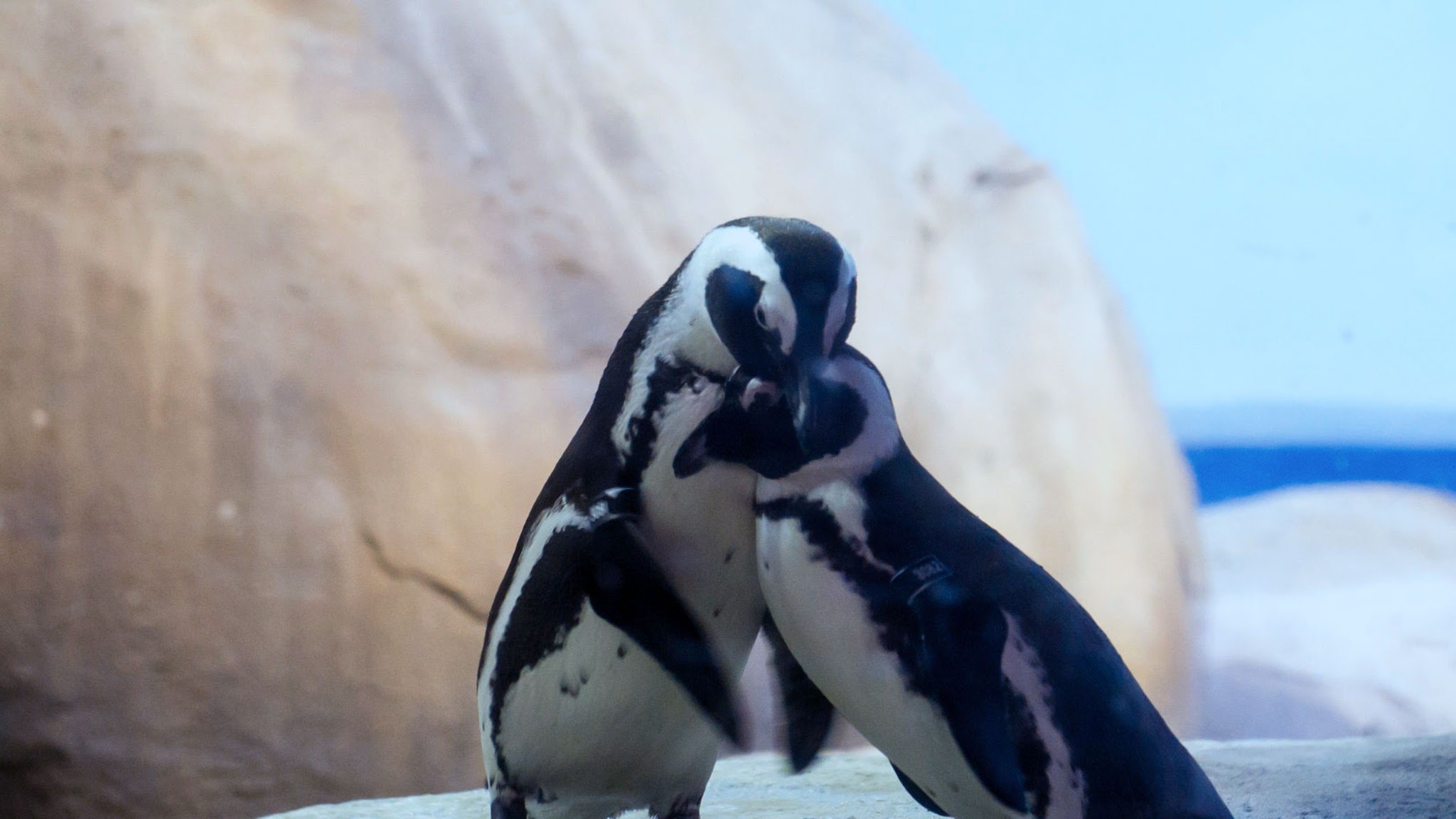 Minnesota Zoo YouTube banner