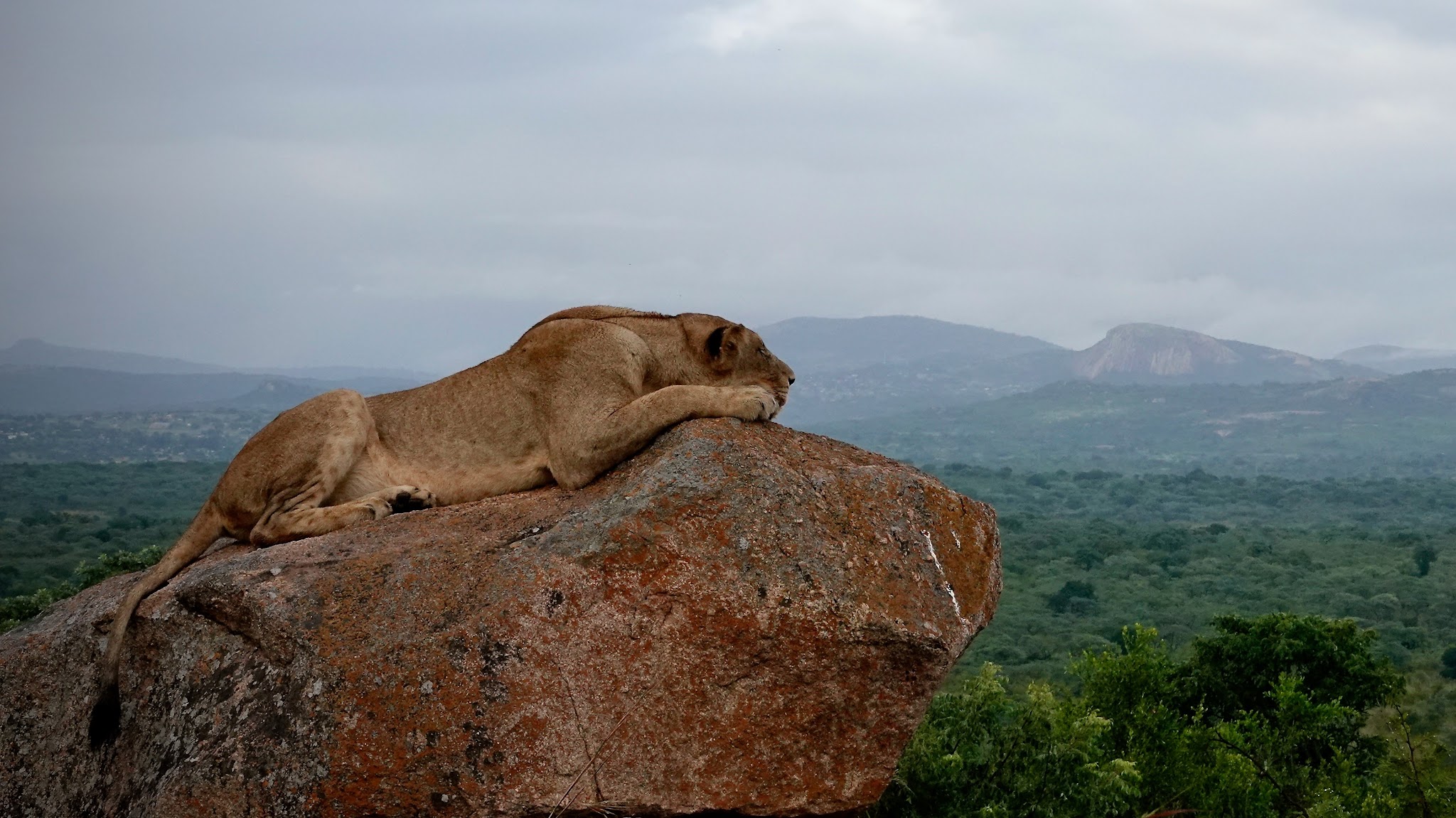 Safaria_ Kruger National Park YouTube banner