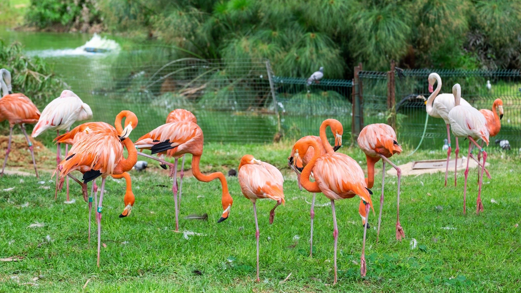 Jerusalem Zoo and Israel Aquarium YouTube banner