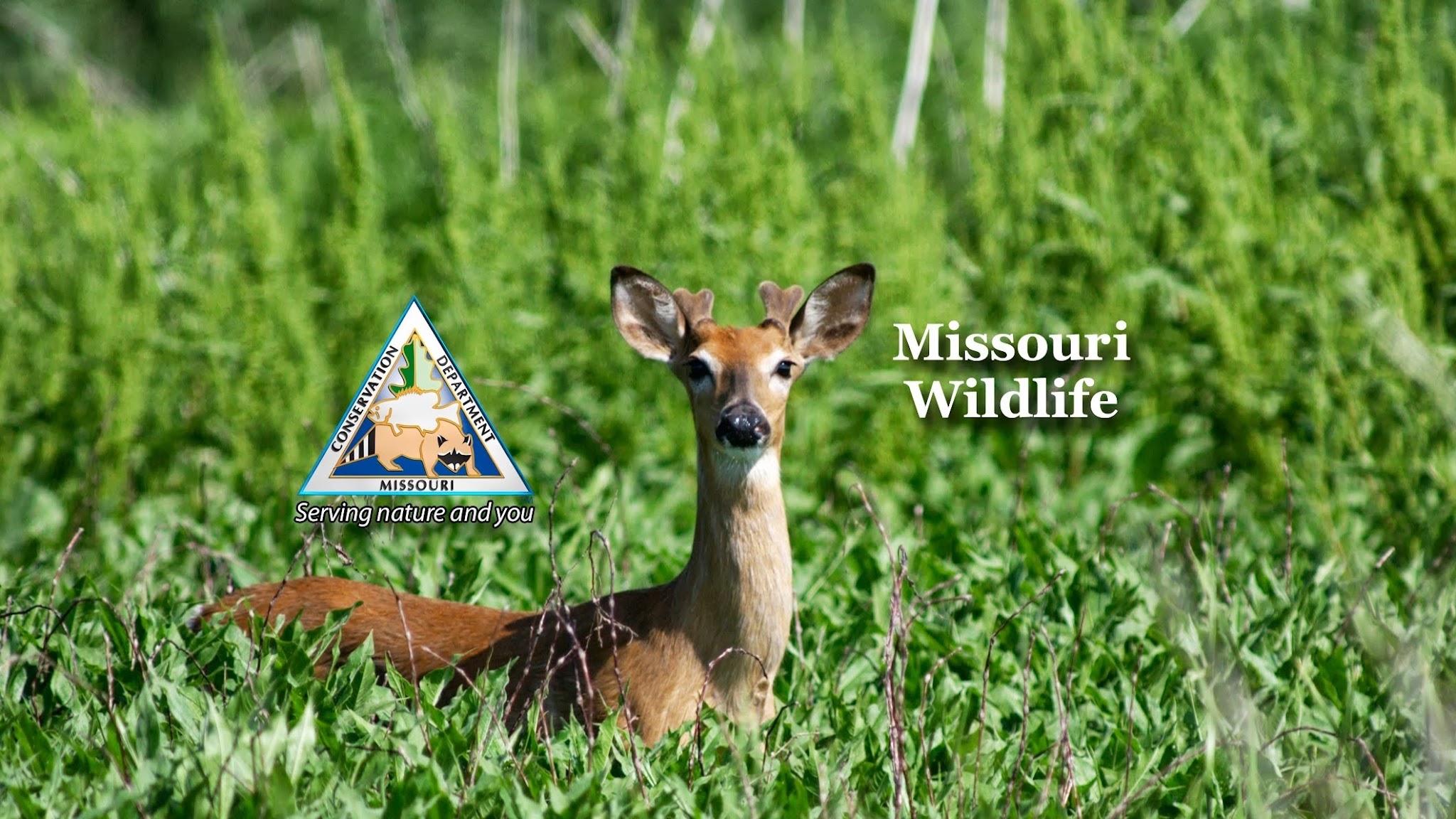 mowildlife YouTube banner