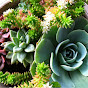 UCSC Arboretum & Botanic Garden logo