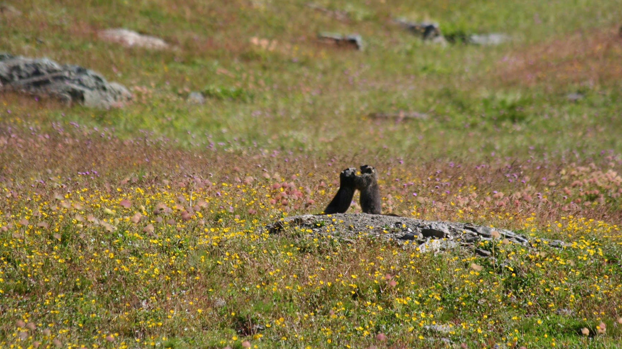 Parc naturel régional du Queyras YouTube banner