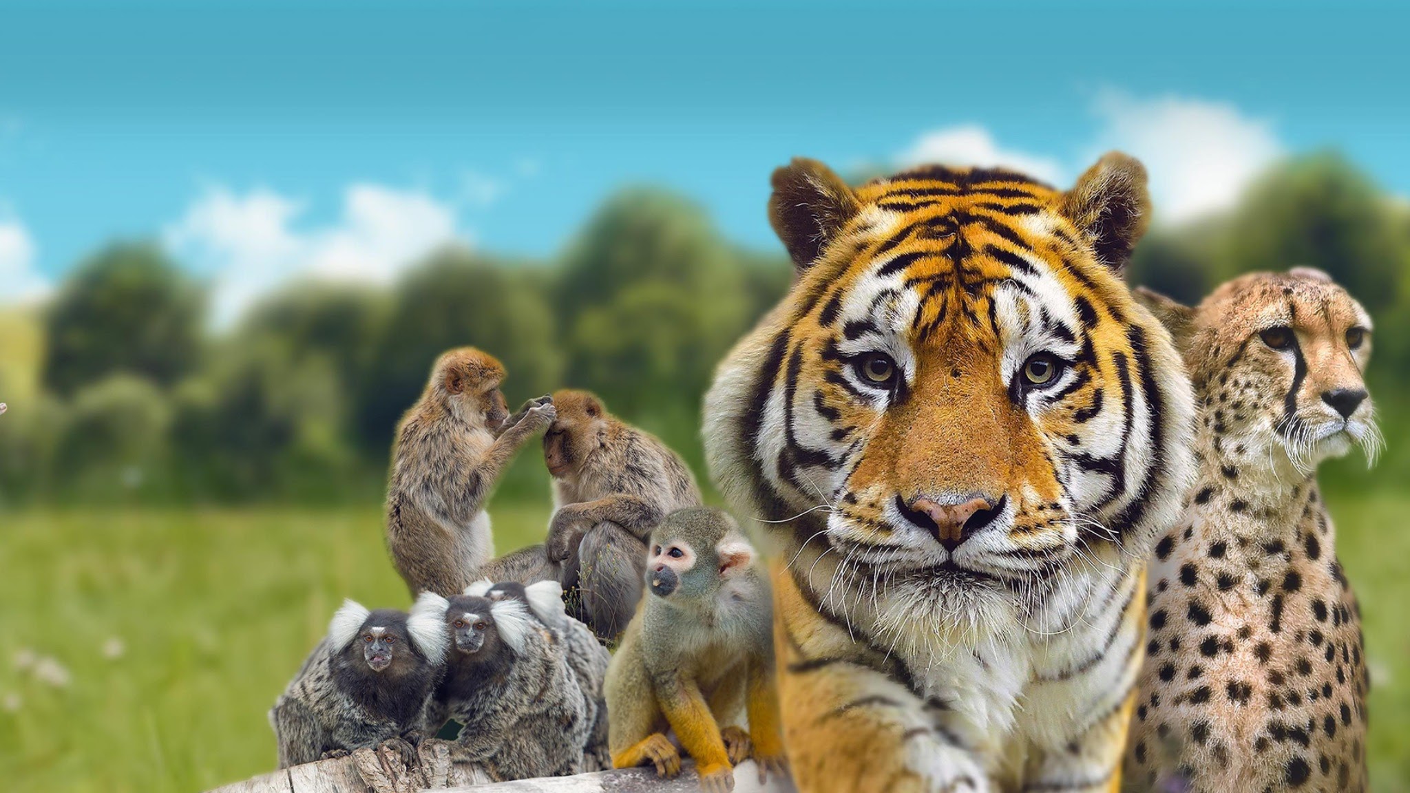 Parcs Zoologiques Lumigny YouTube banner