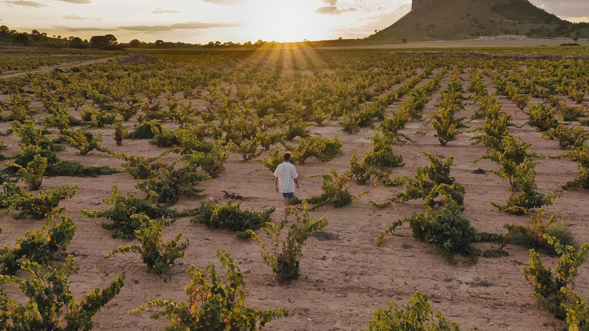 Vinos de Jumilla YouTube banner