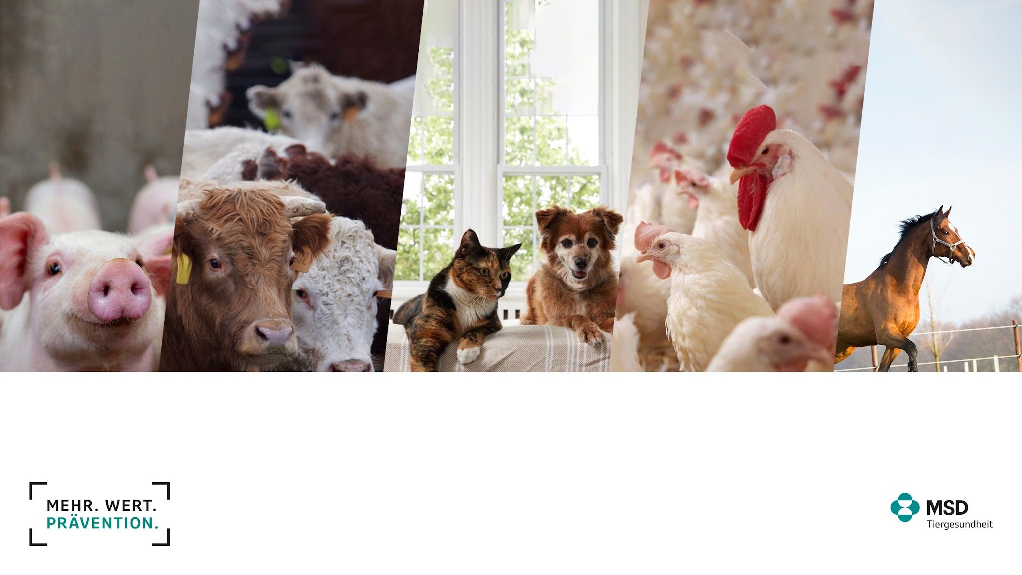 MSD Tiergesundheit YouTube banner