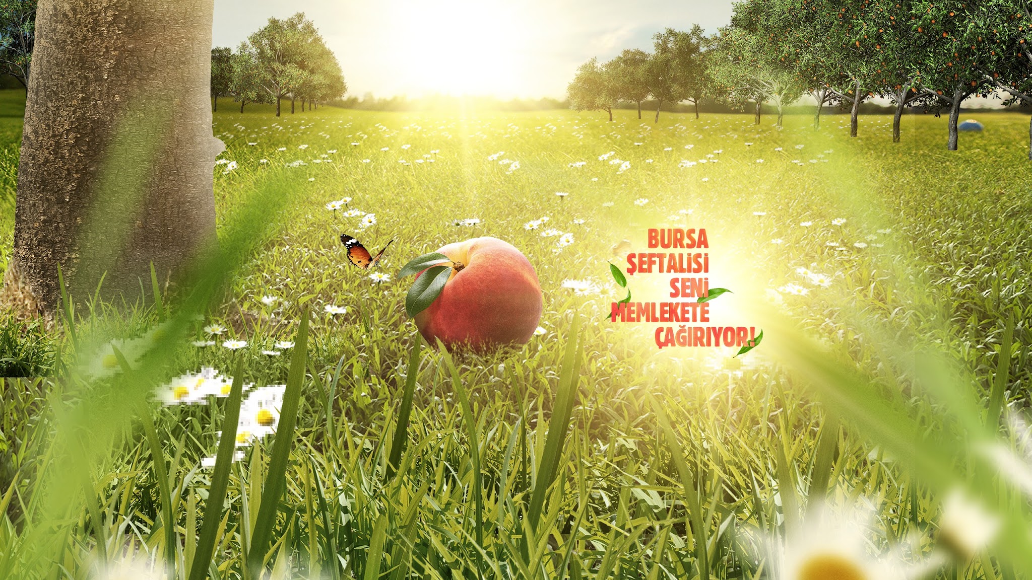 Tropicana Türkiye YouTube banner