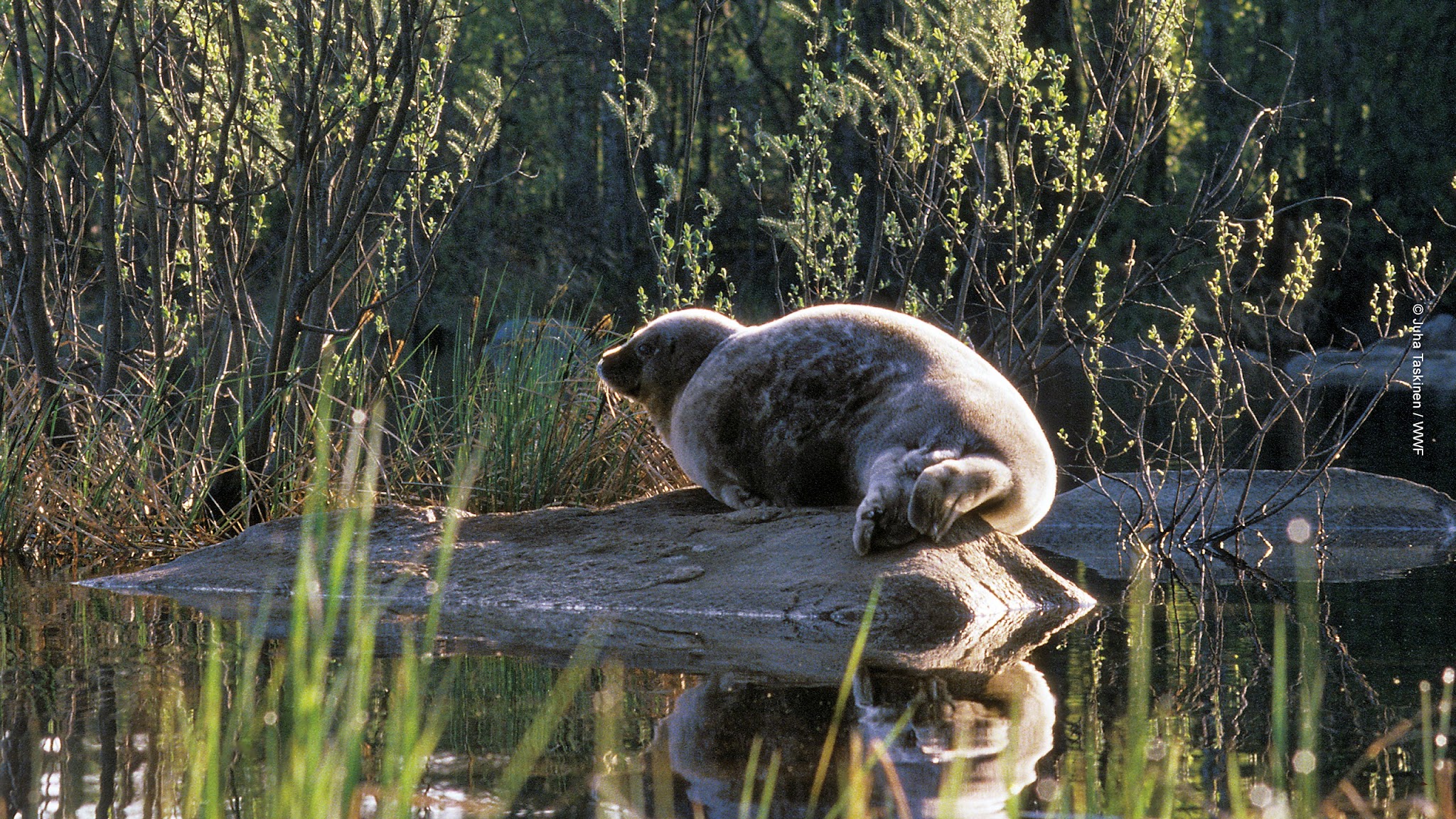 WWF Suomi YouTube banner