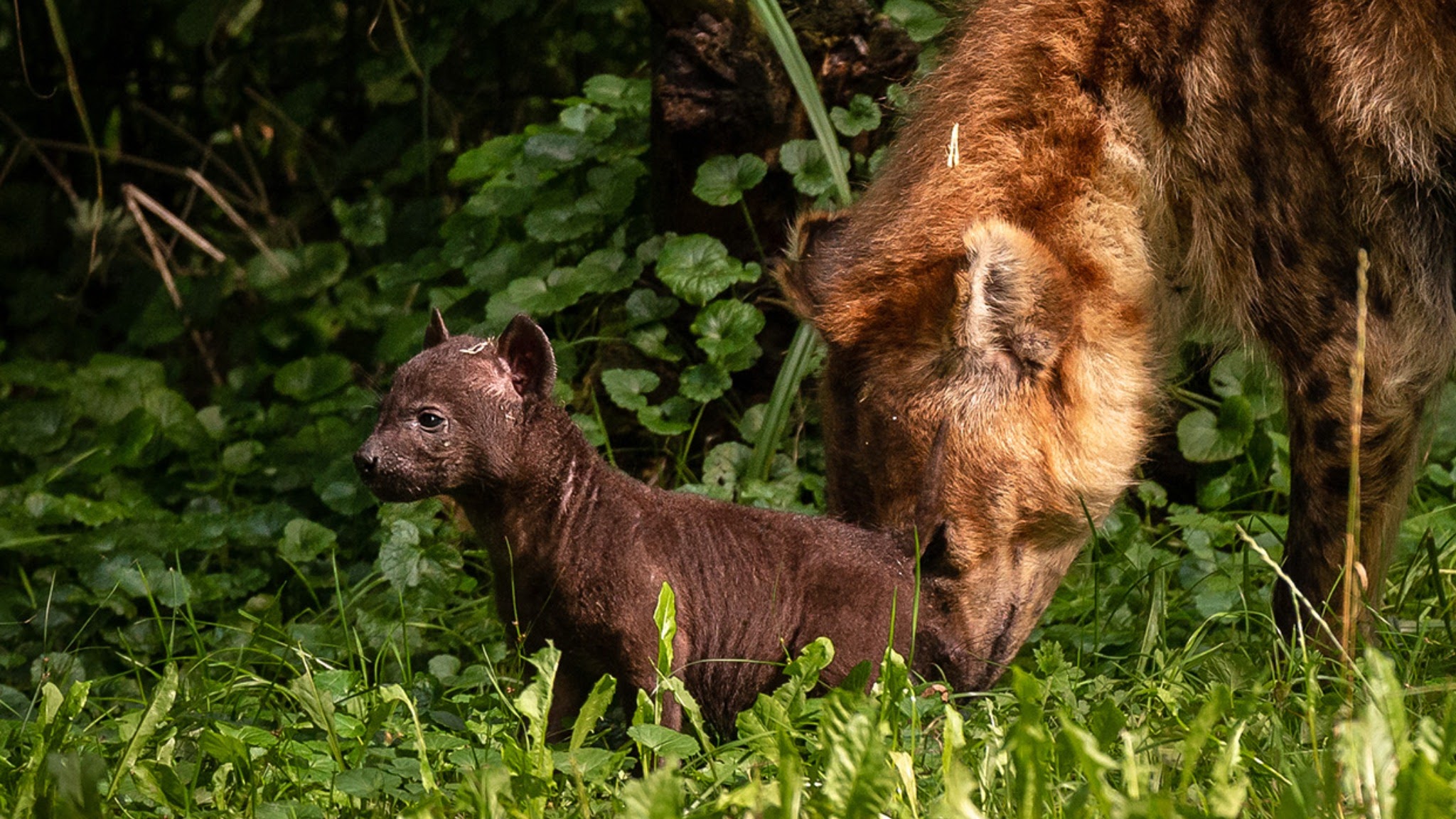 ZOO Planckendael YouTube banner