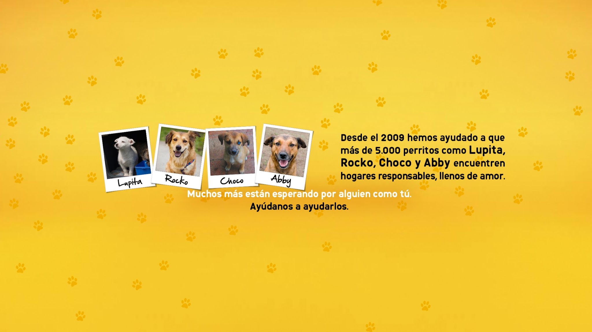 Pedigree Andino YouTube banner