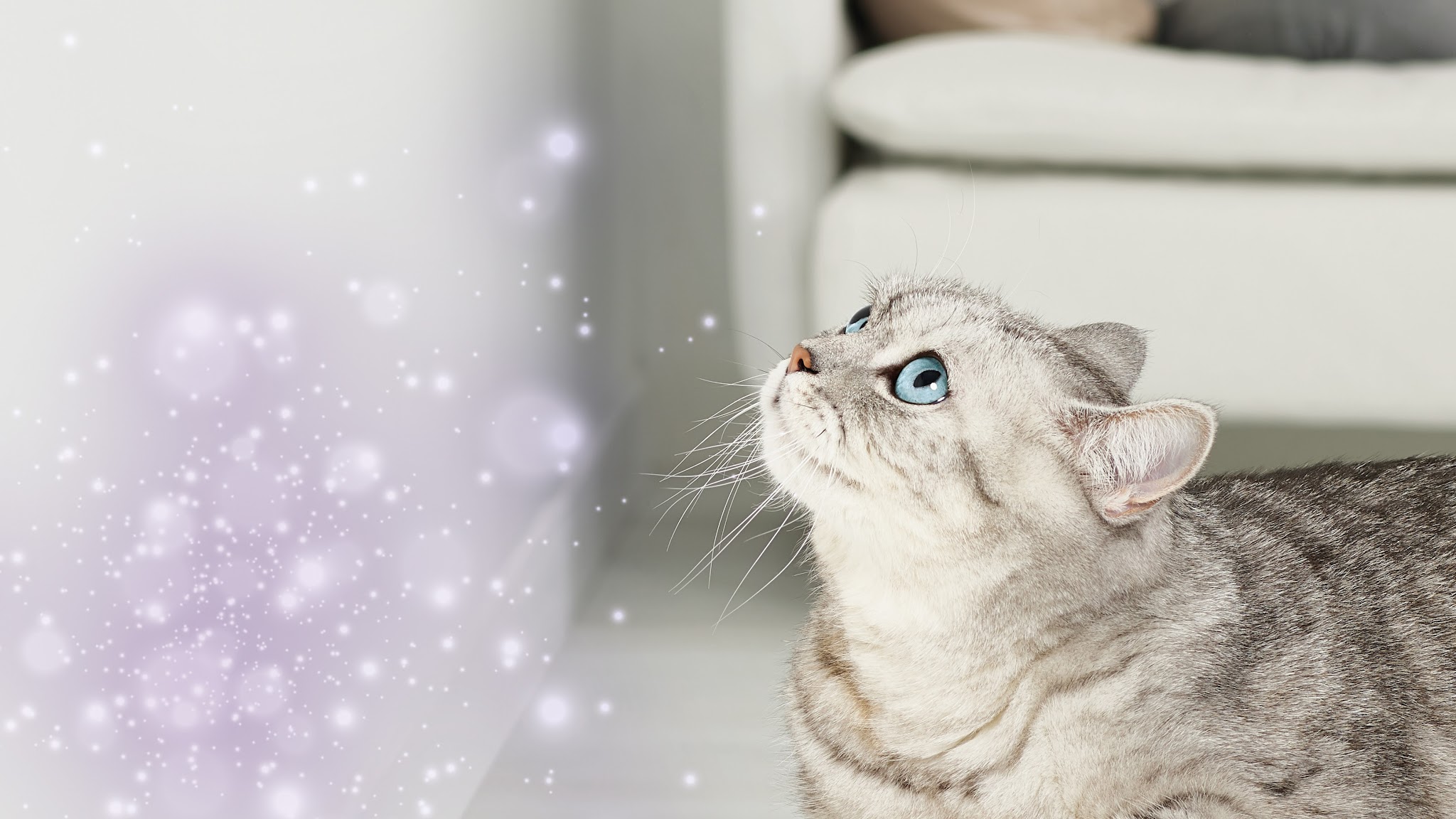 FELIWAY voor katten YouTube banner