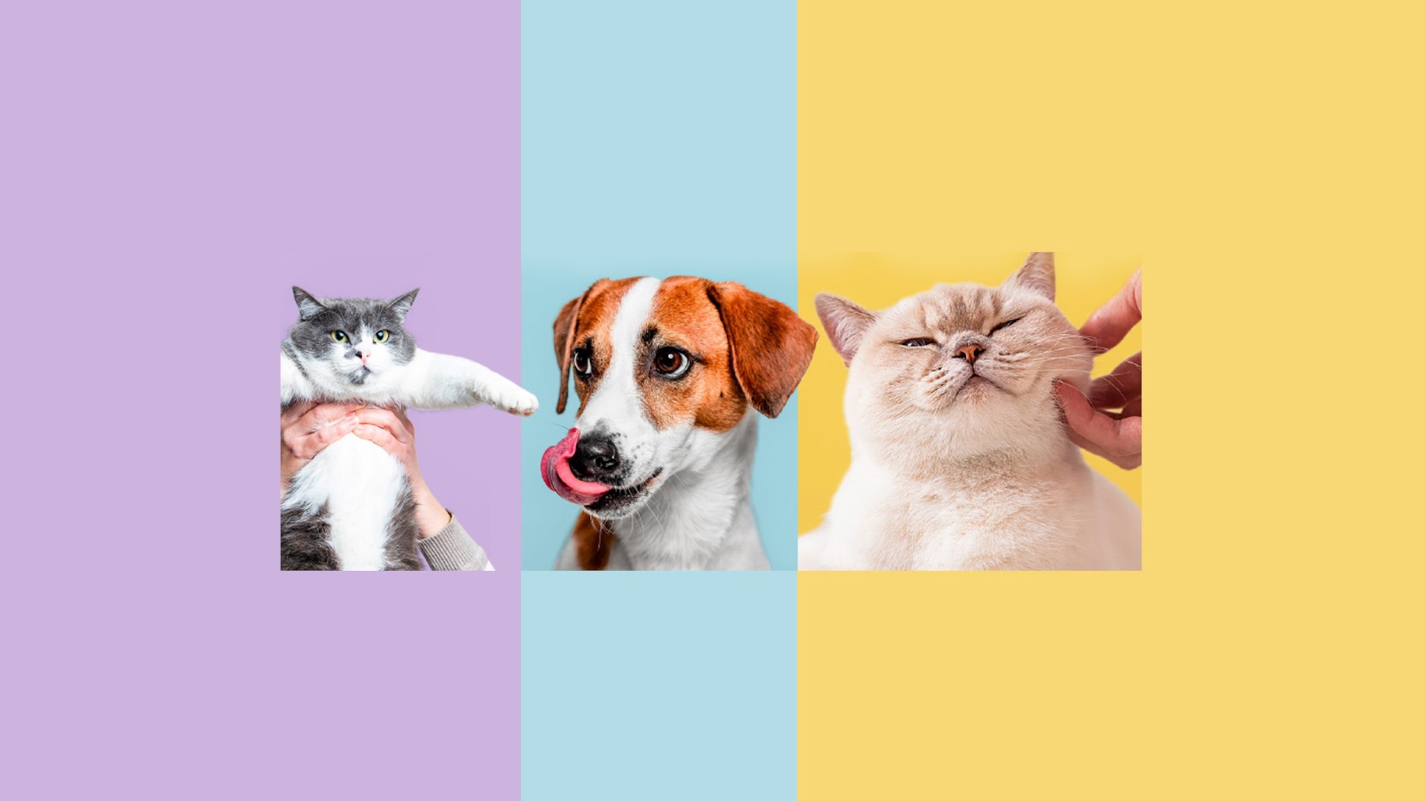 zooplus YouTube banner