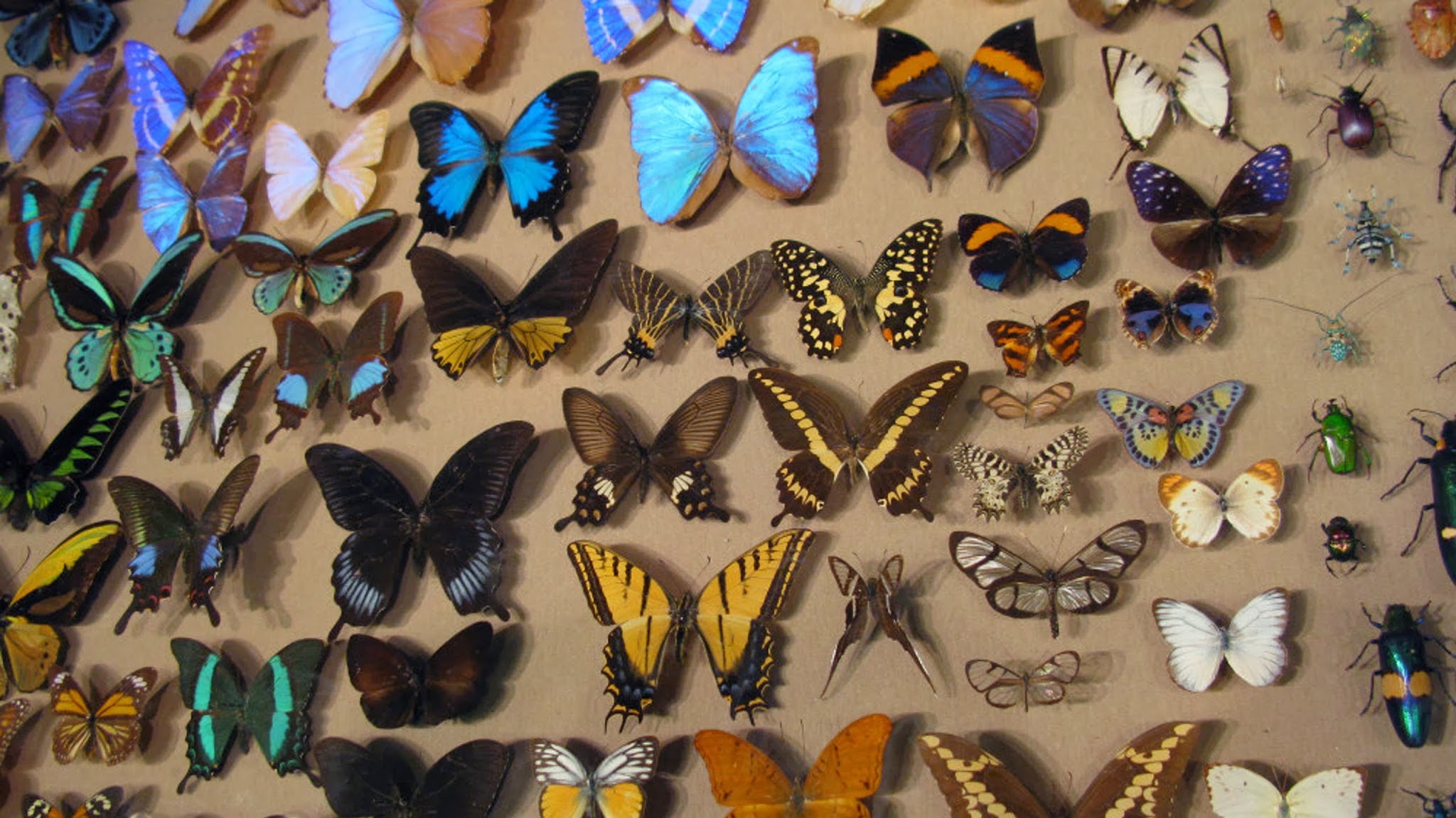 Milwaukee Public Museum YouTube banner