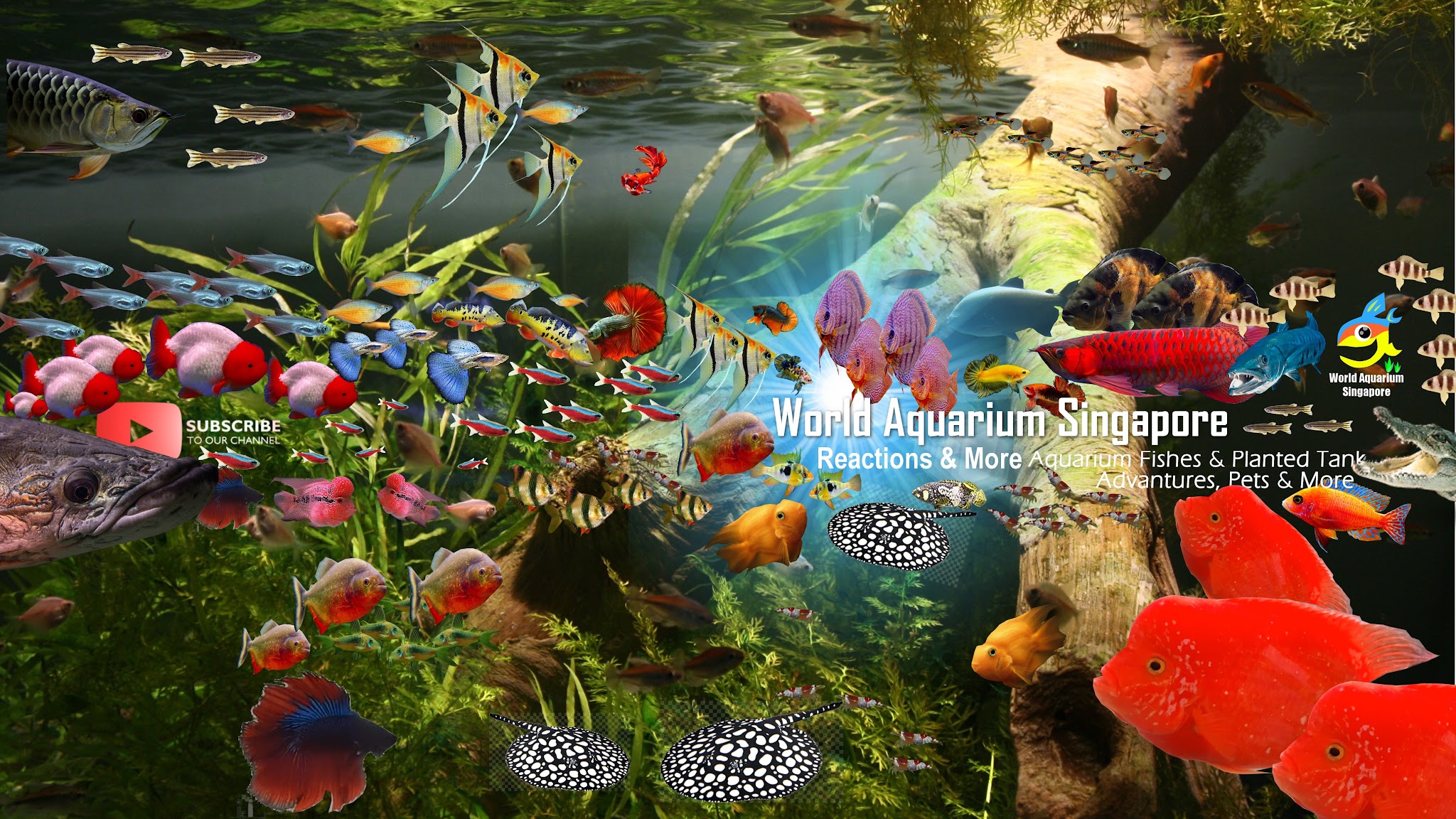 World Aquarium Singapore YouTube banner