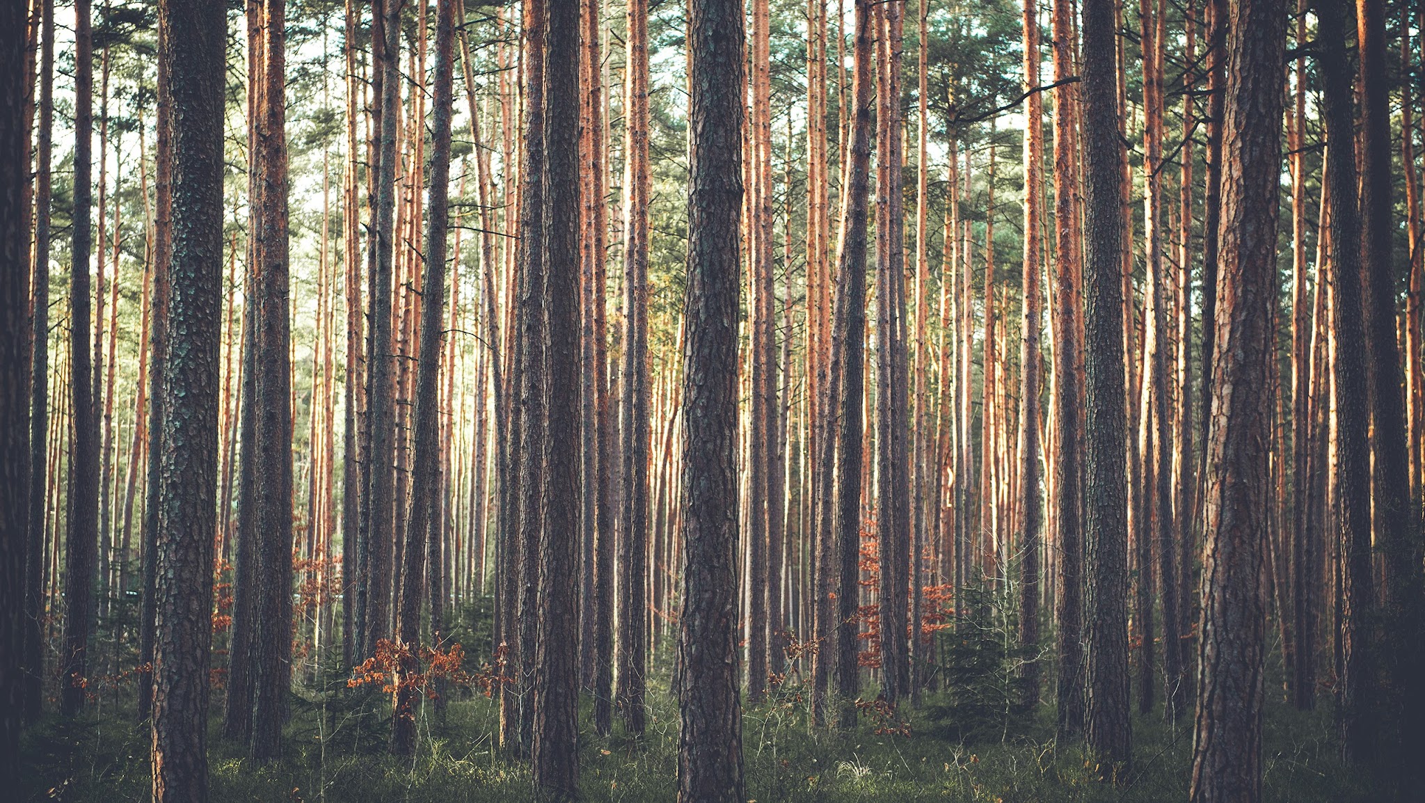 mymoria Bestattungen YouTube banner