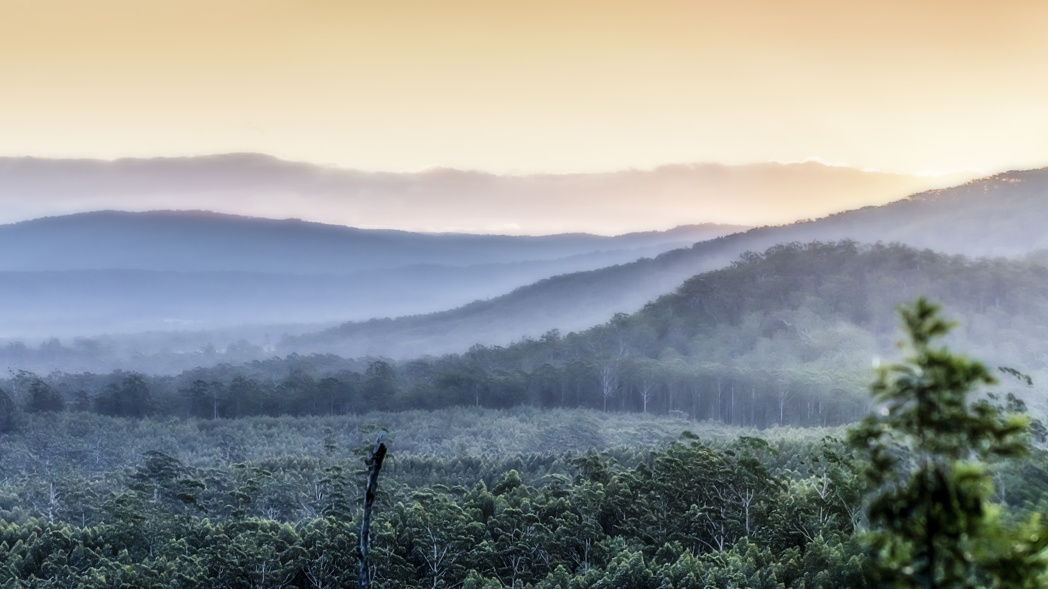 Forestry Corporation of NSW YouTube banner