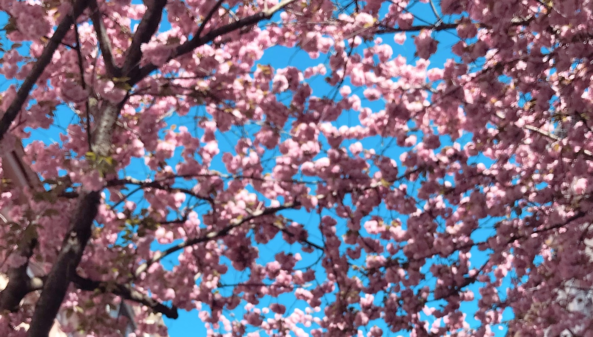 Mayapolarbear YouTube banner