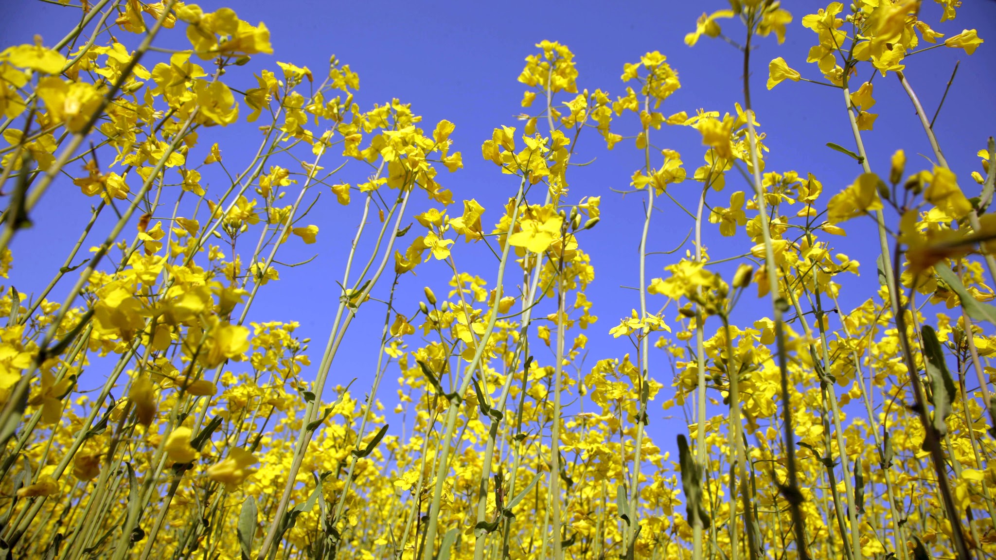 Ministerul Agriculturii si Dezvoltarii Rurale YouTube banner
