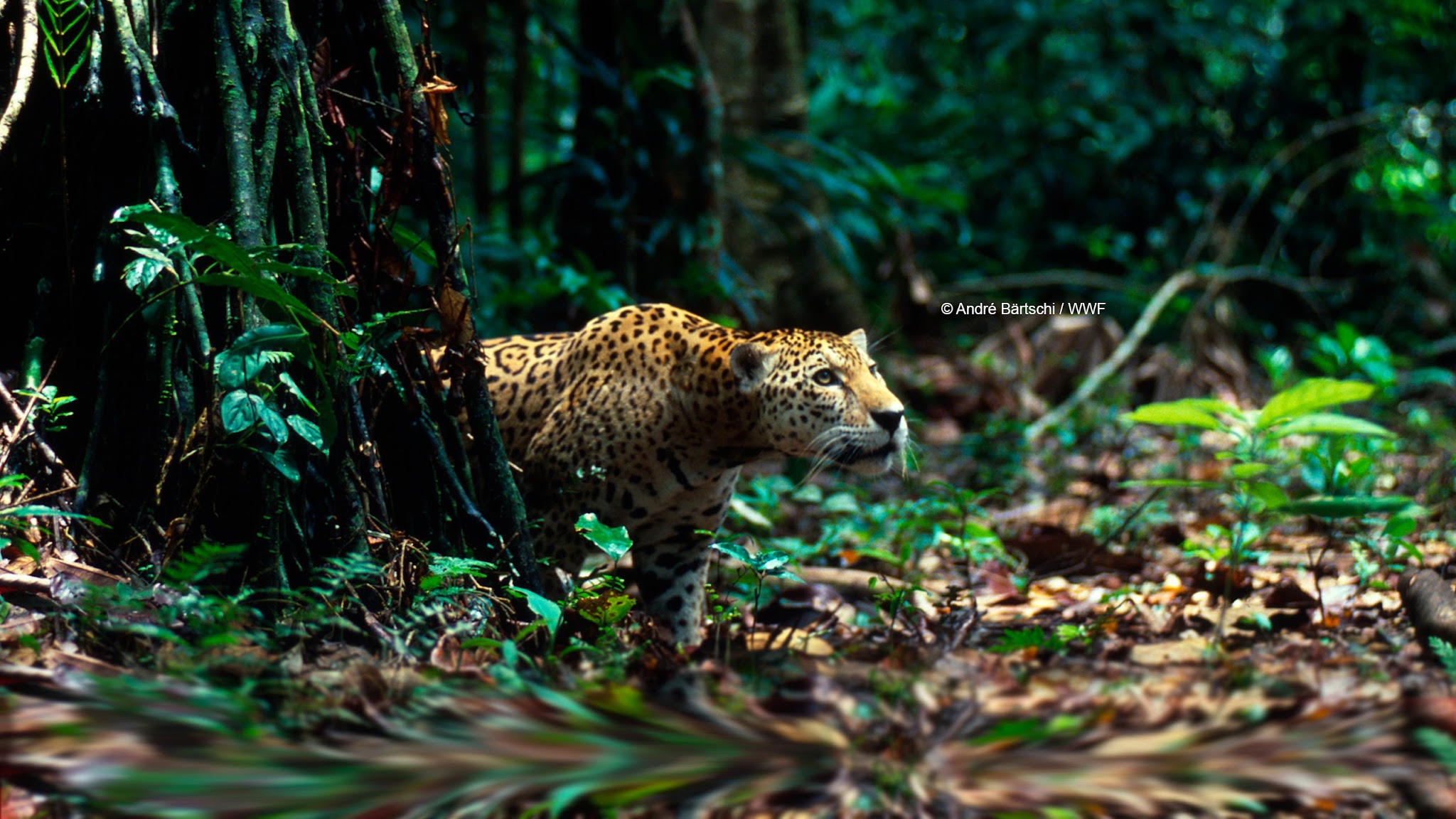 wwfperu YouTube banner