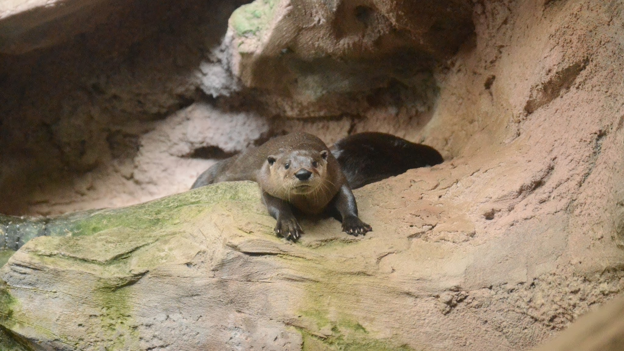 NC Aquarium at Pine Knoll Shores YouTube banner