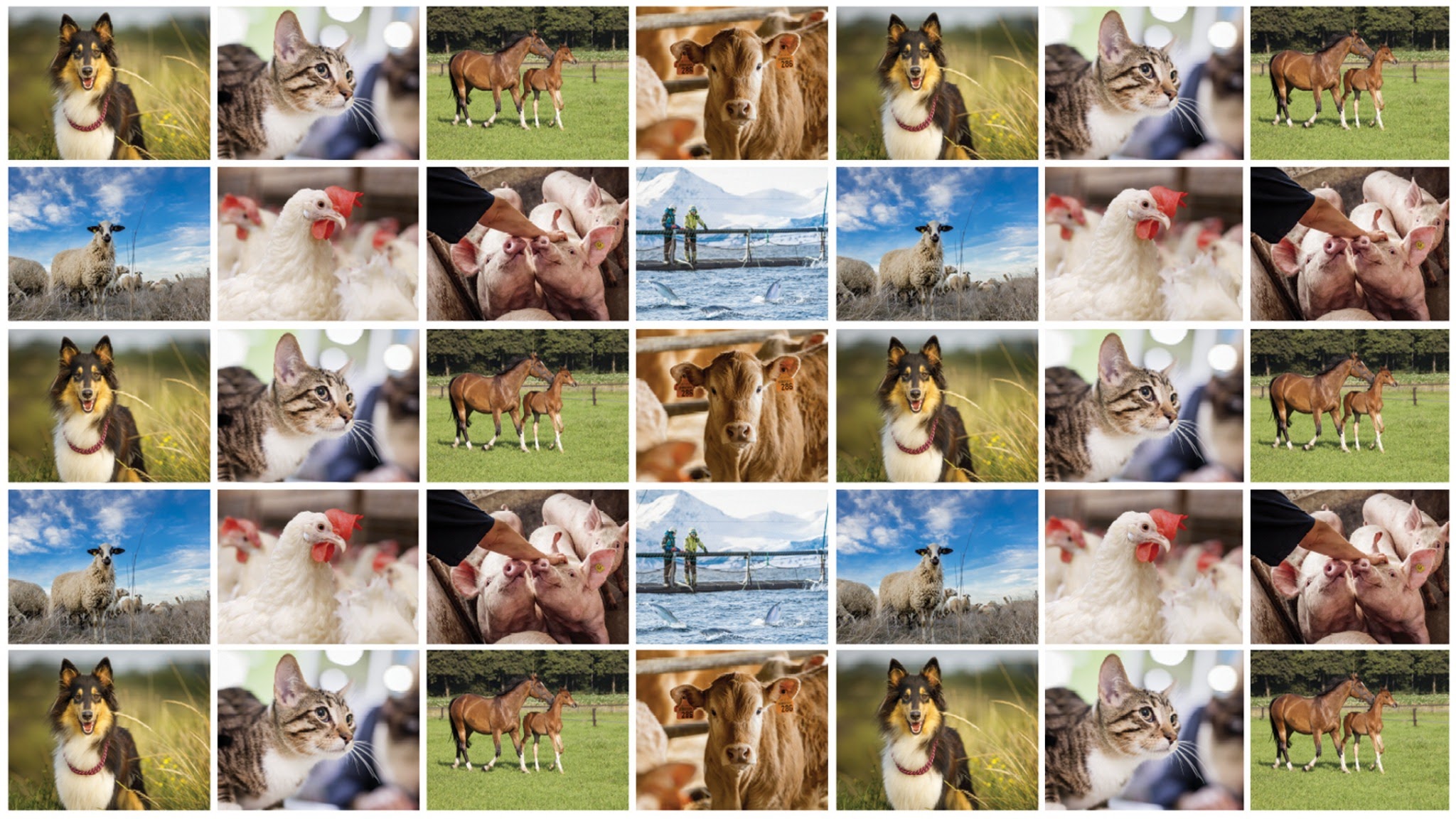 MSD Animal Health Portugal YouTube banner