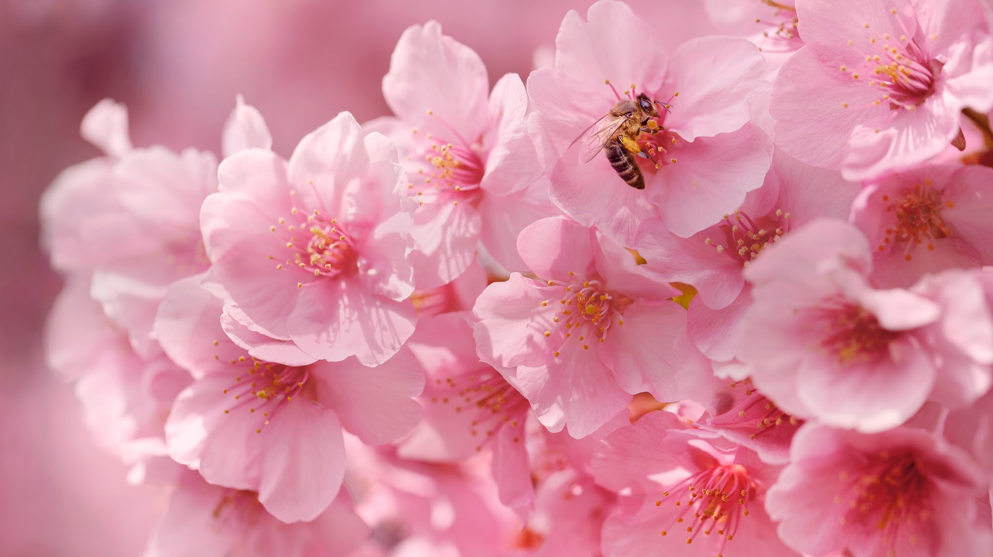 bellaflora - Die Welt der grünen Nummer 1 YouTube banner