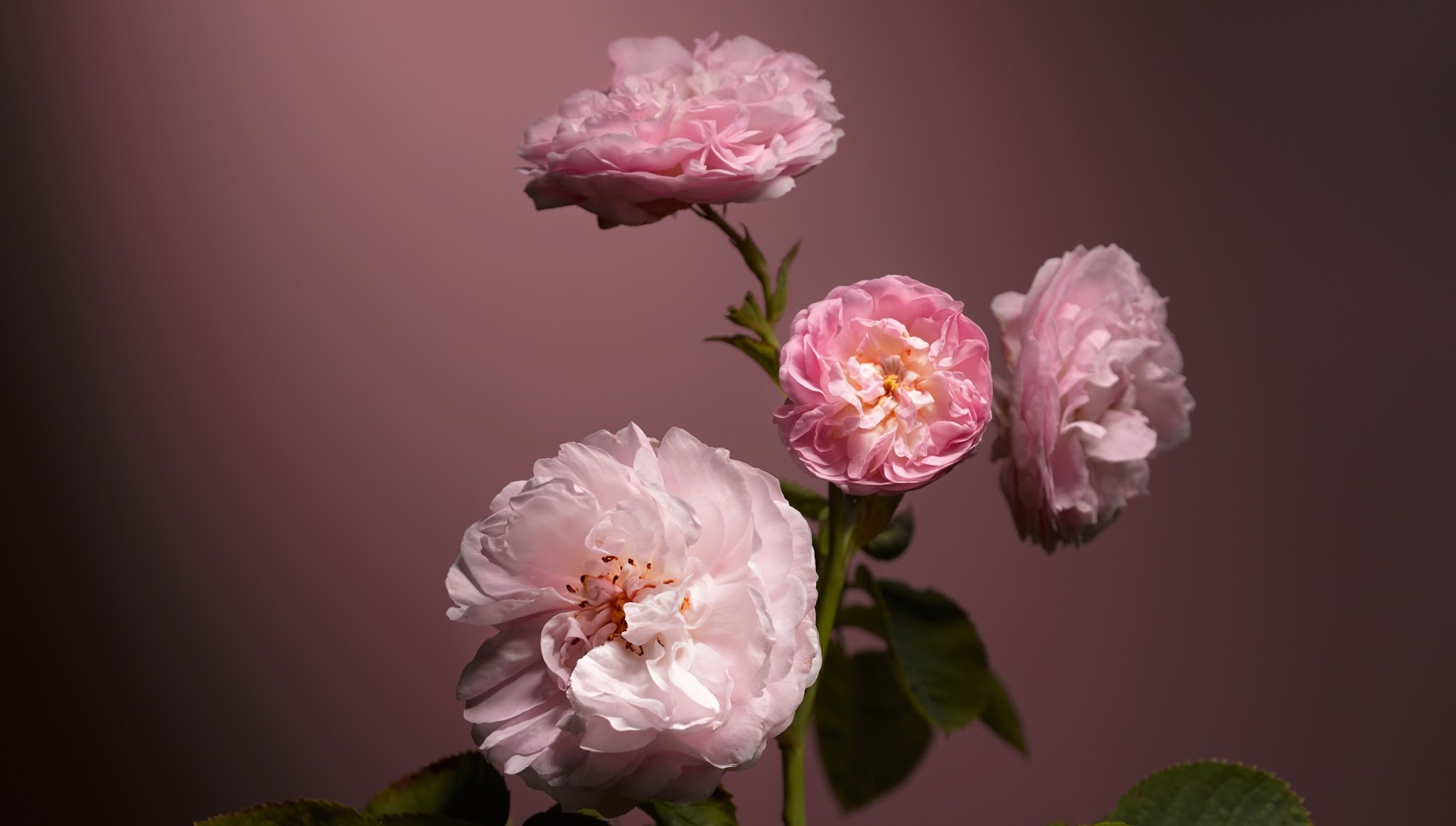 Dr. Hauschka Estonia YouTube banner