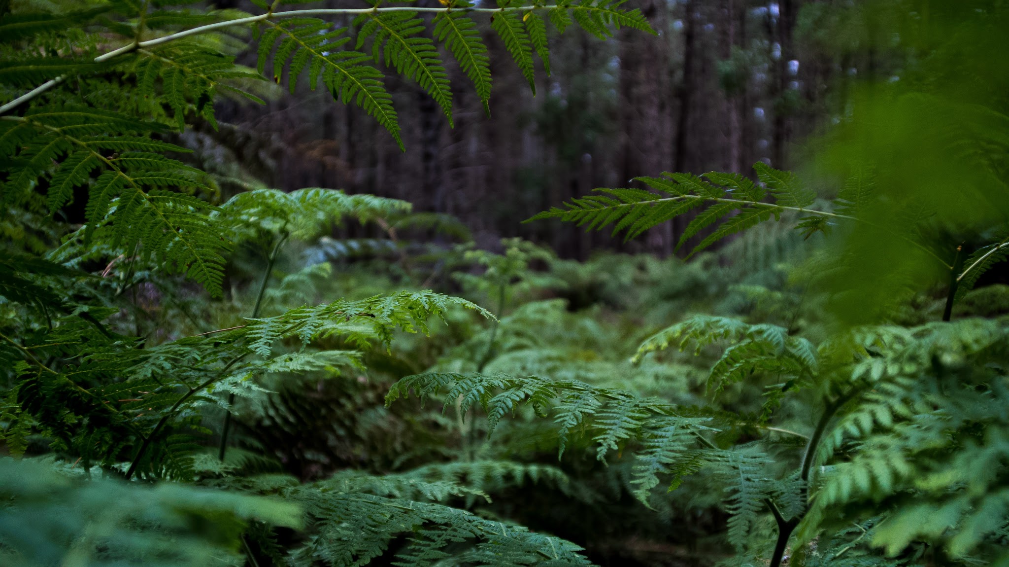 BGANZ - Botanic Gardens Australia and New Zealand YouTube banner