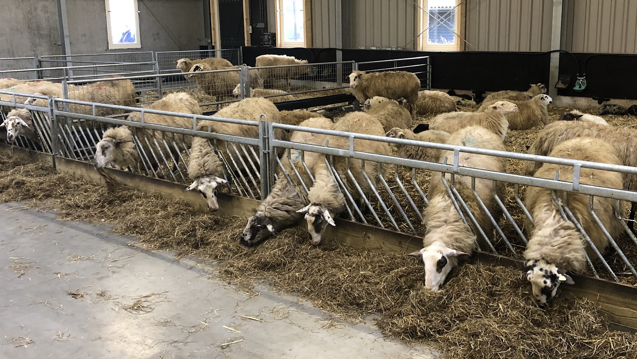 Veno Sheep and Goat Equipment YouTube banner