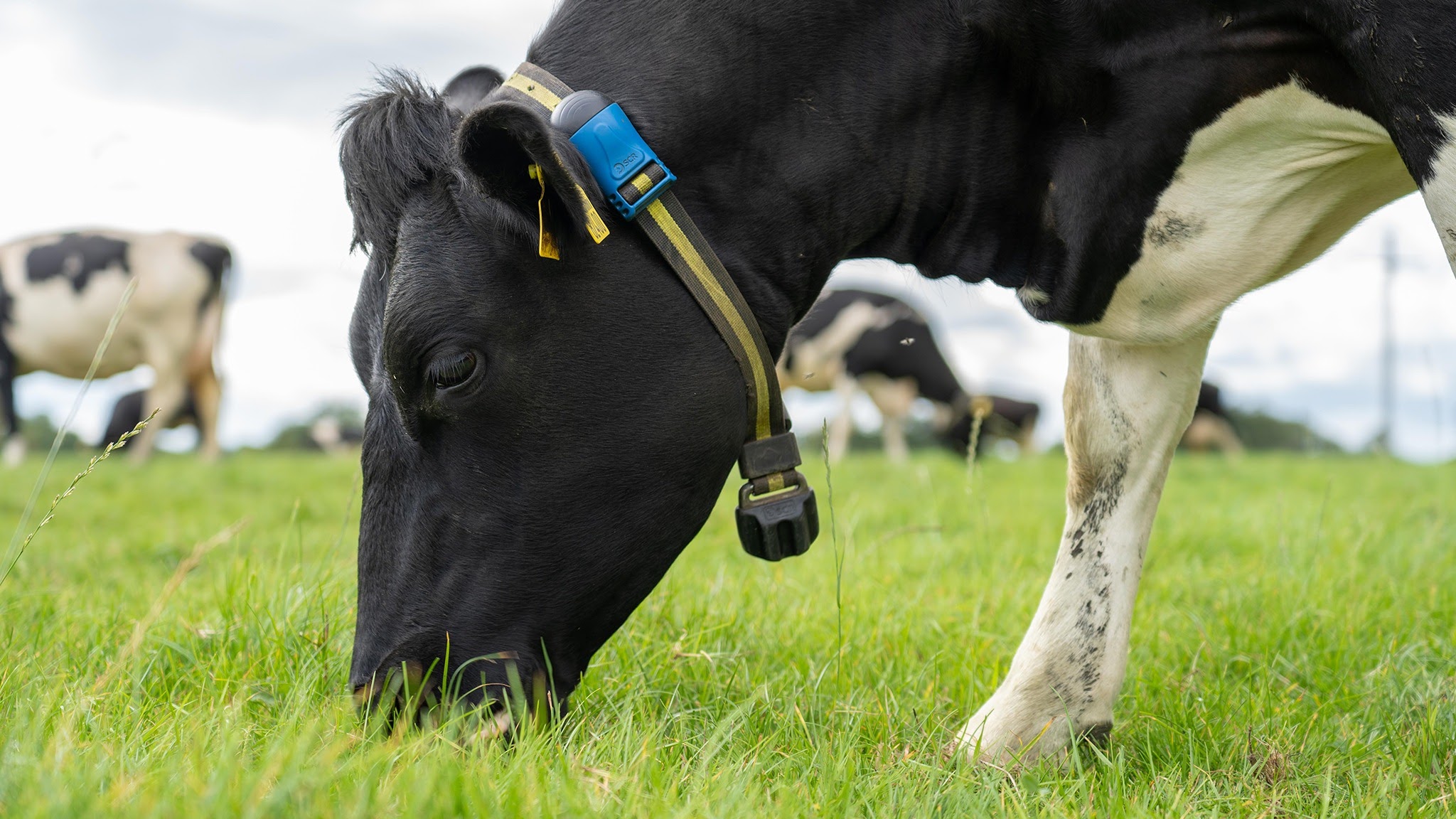 MSD Animal Health Ireland YouTube banner