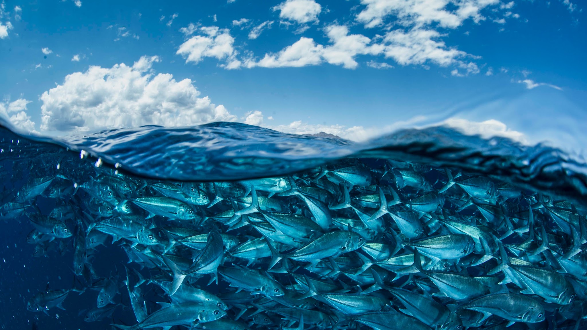 Marine Stewardship Council - Sustainable seafood YouTube banner
