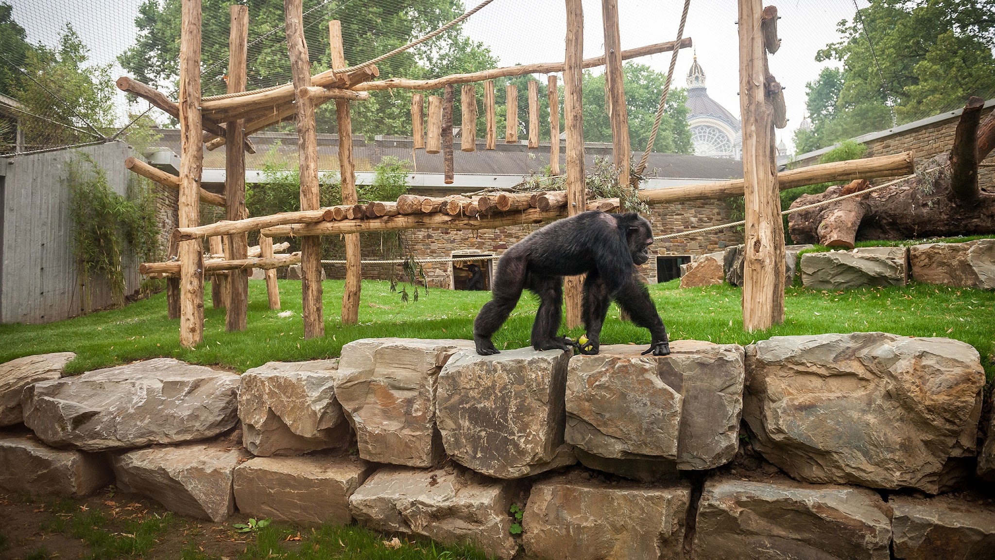 ZOO Antwerpen YouTube banner