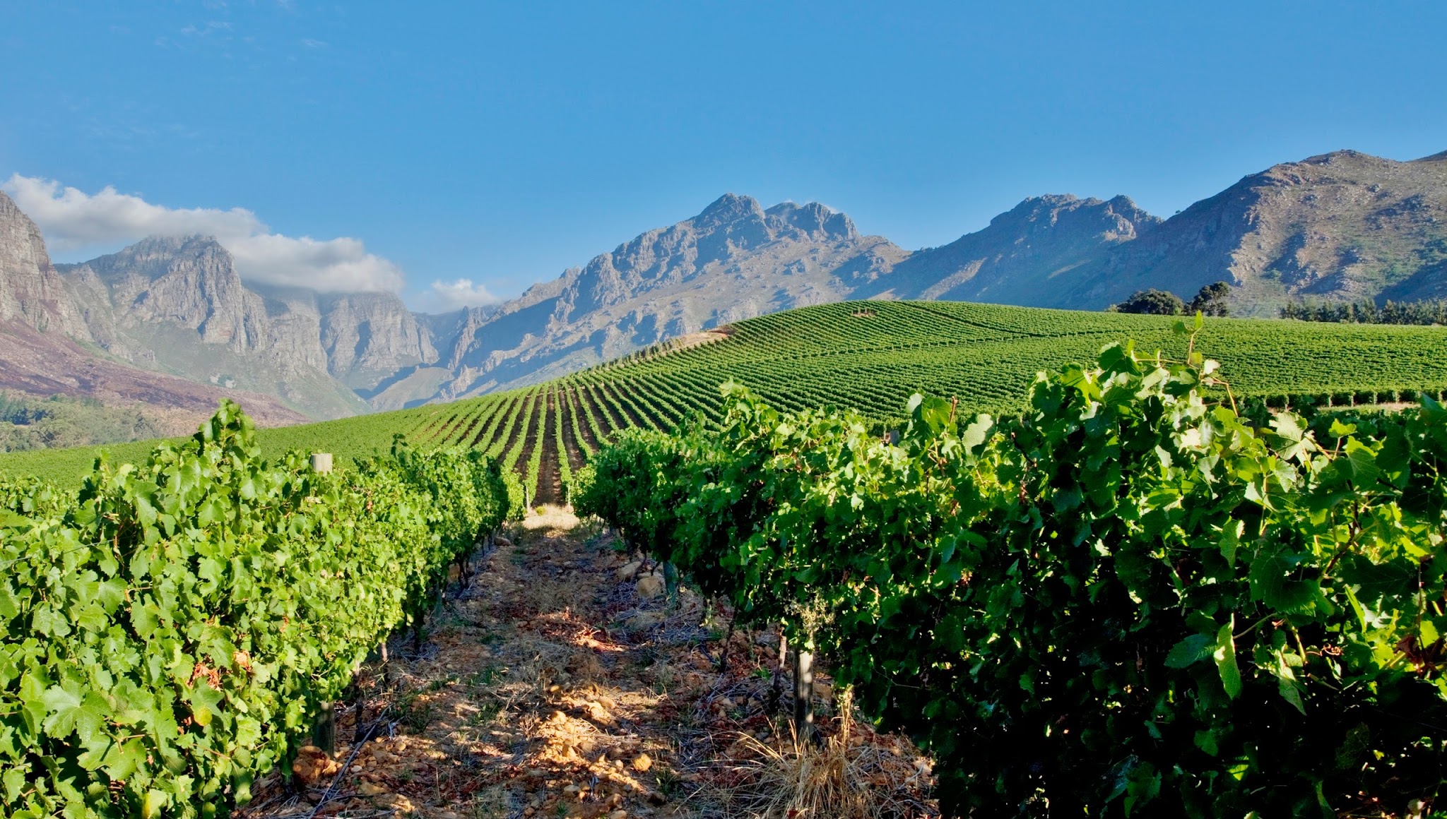 Oldenburg Vineyards YouTube banner