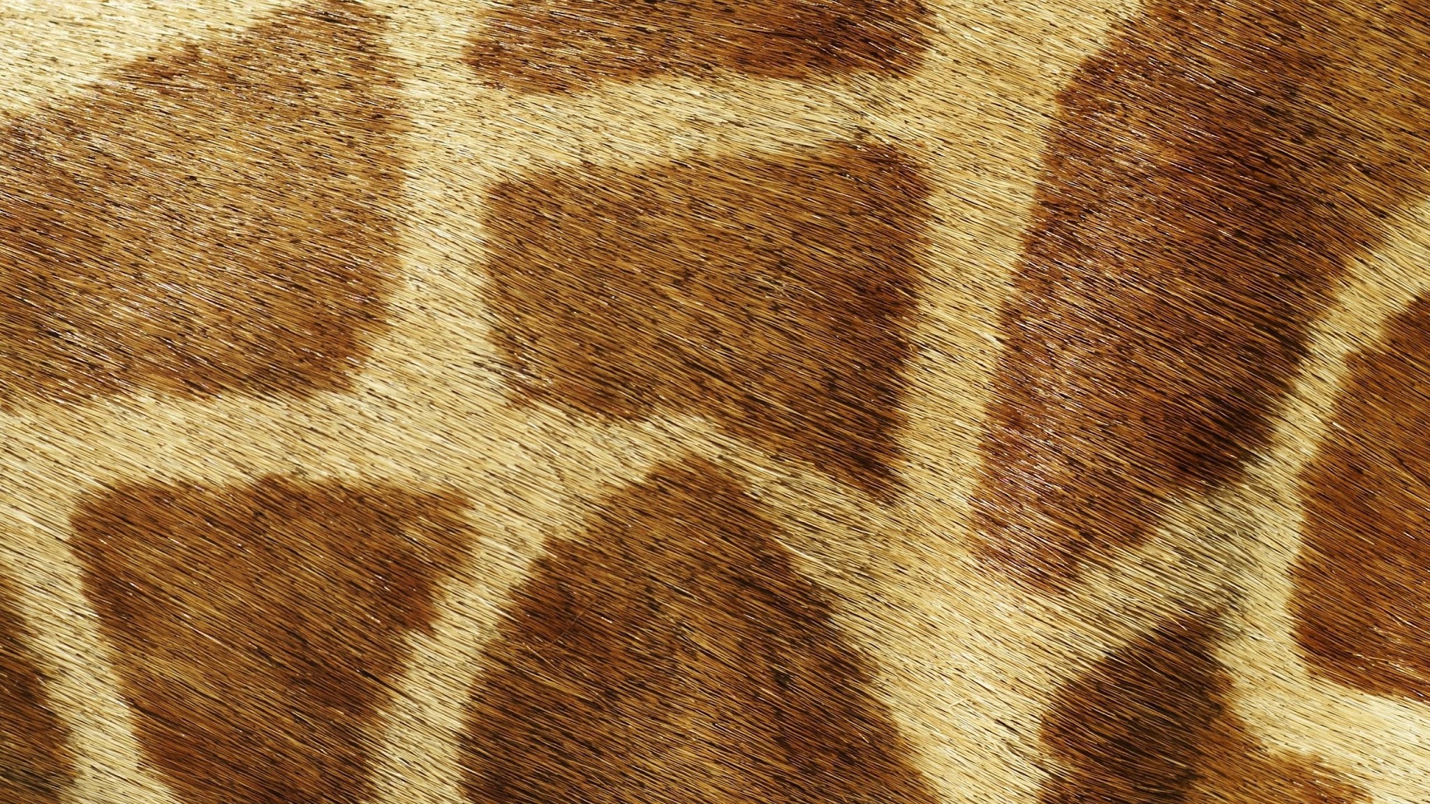 Abilene Zoo YouTube banner