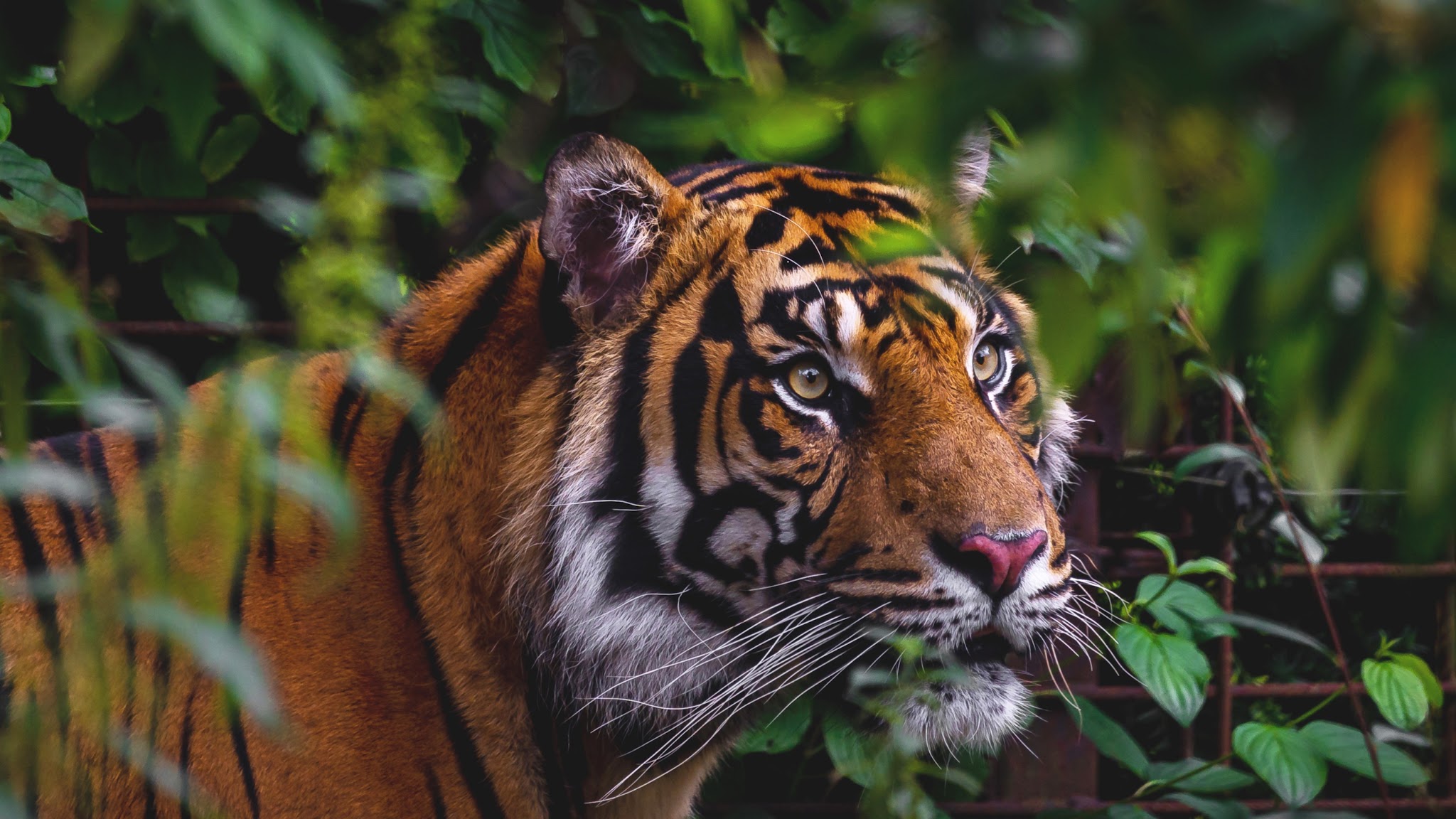 Aalborg Zoo YouTube banner